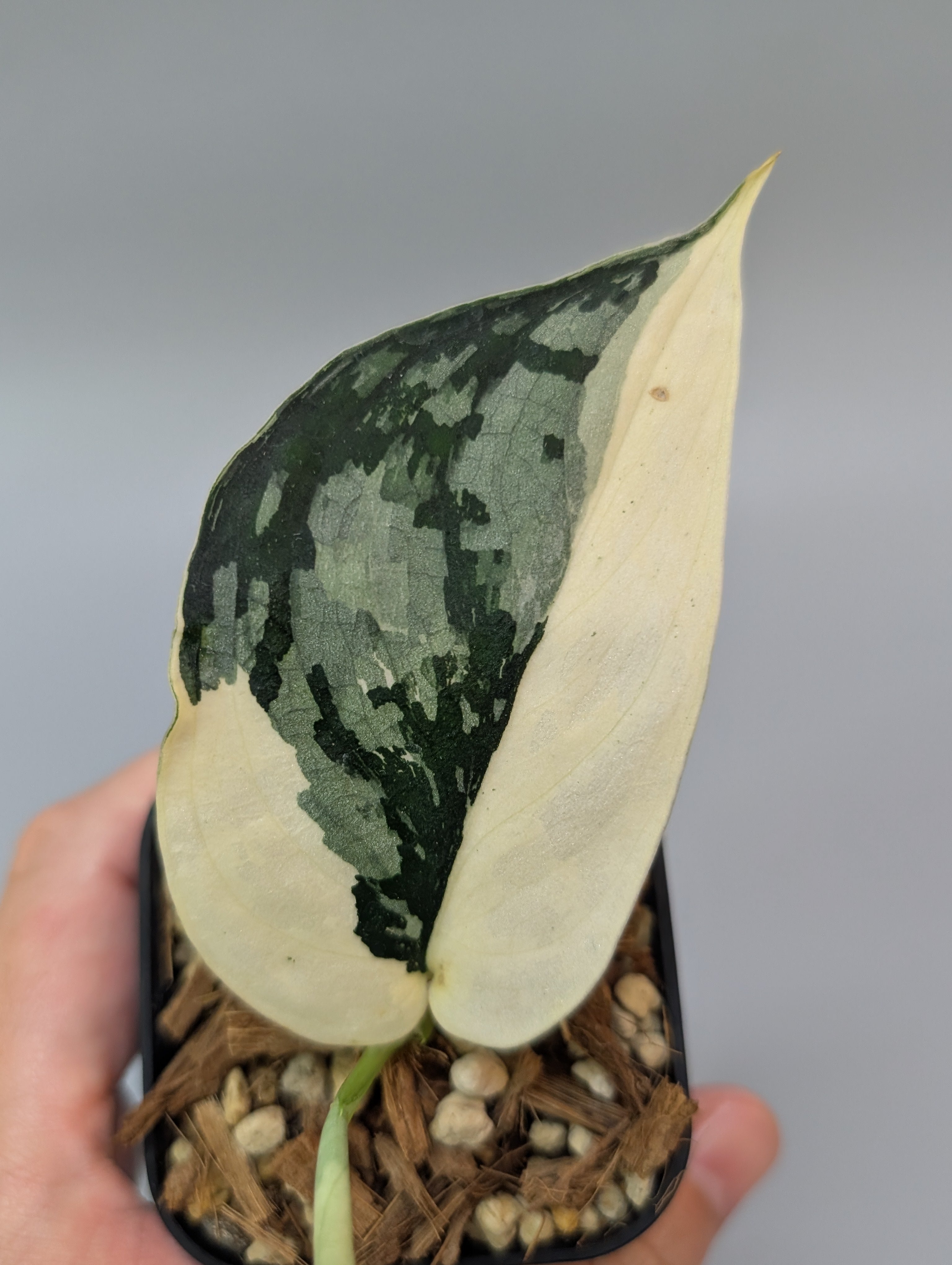 SIGUMA❗️スキンダプサス　マリポサ スキンダプサス マリポーサ / Scindapsus Mariposa 028c