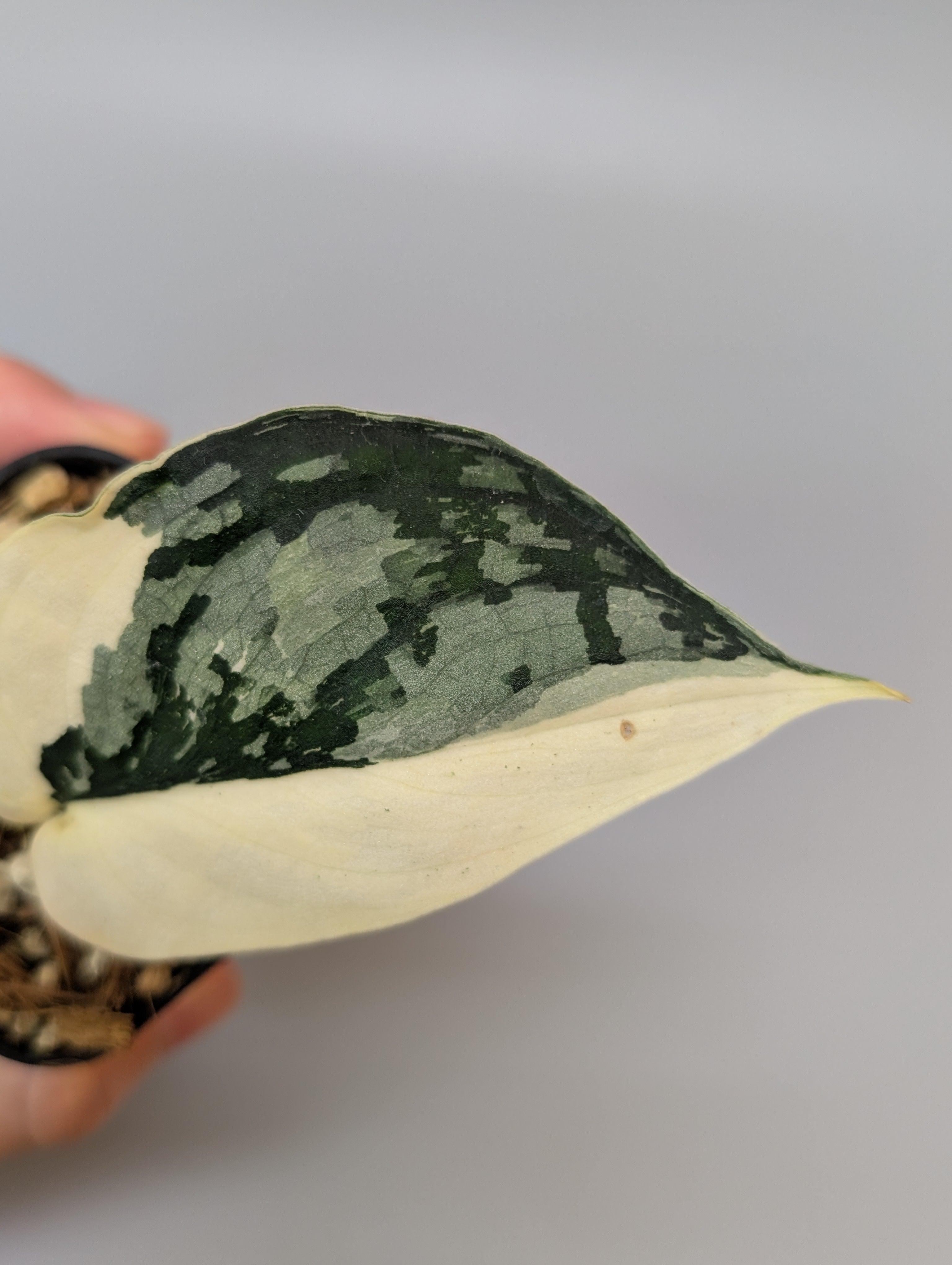 SIGUMA❗️スキンダプサス　マリポサ スキンダプサス マリポーサ / Scindapsus Mariposa 028c