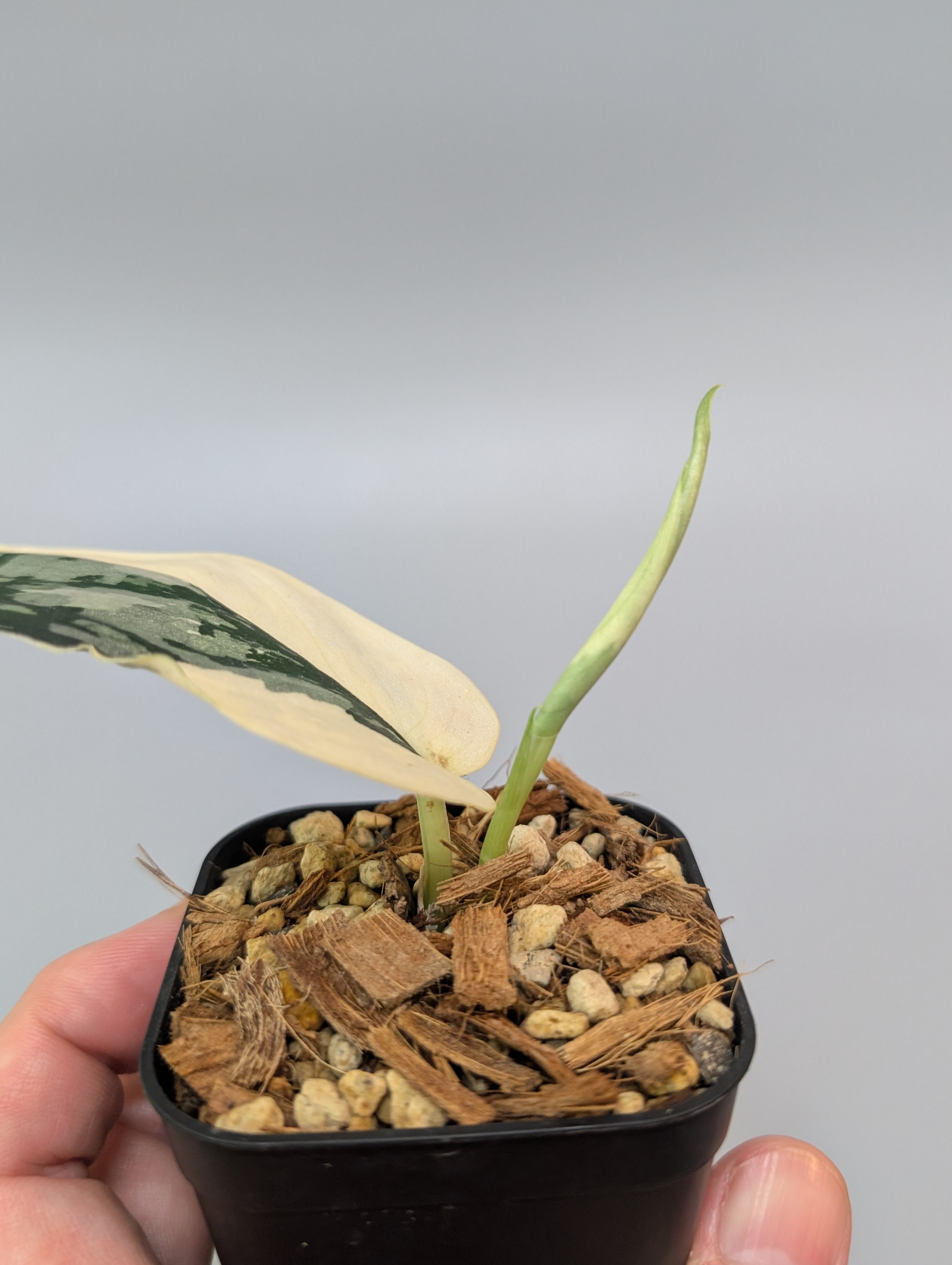 SIGUMA❗️スキンダプサス　マリポサ スキンダプサス マリポサ(マリポーサ)｜Yahoo!フリマ（旧PayPay