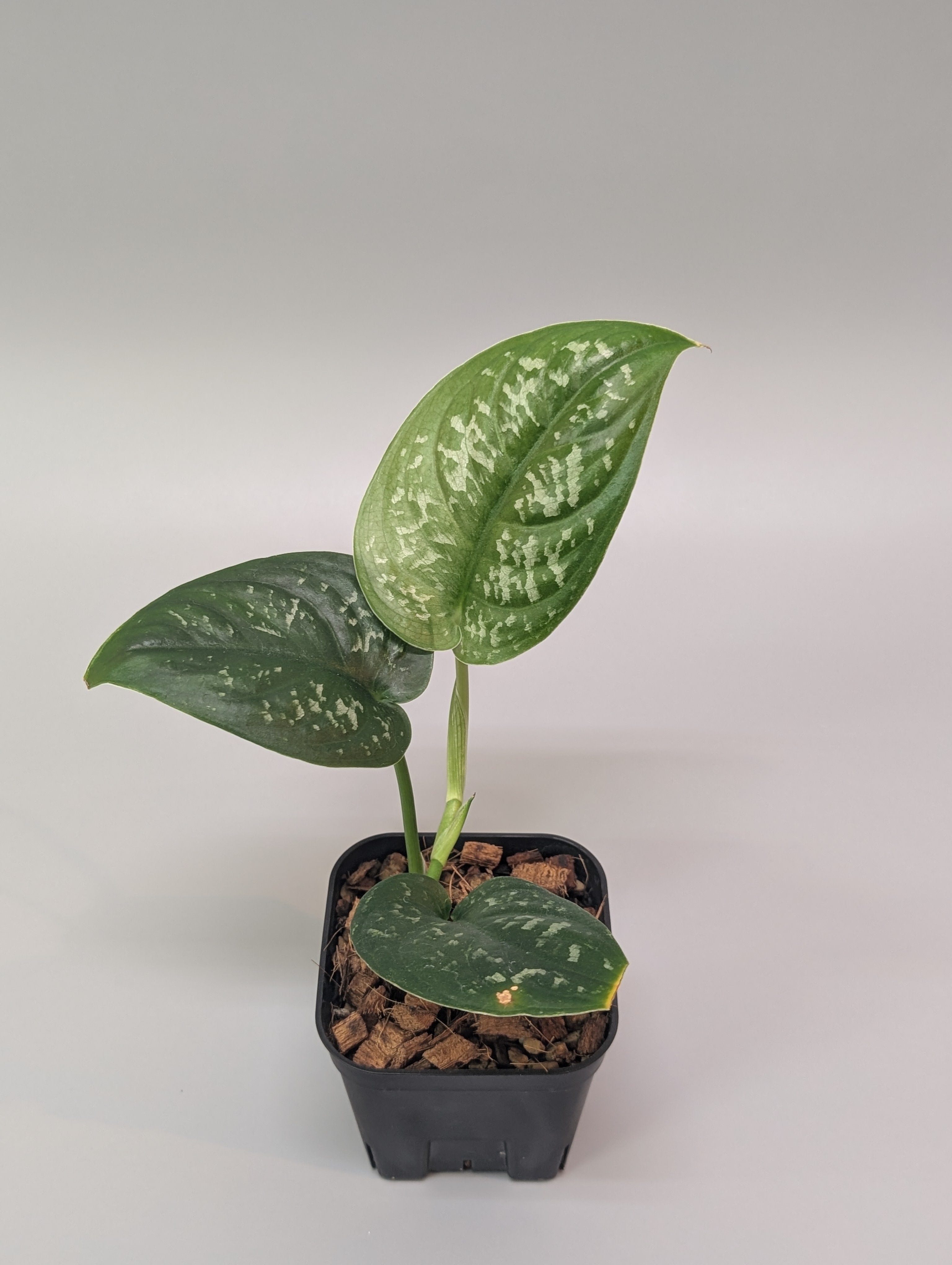 スキンダプサス グリーンダイヤモンド スキンダプサス グリーンダイヤモンド