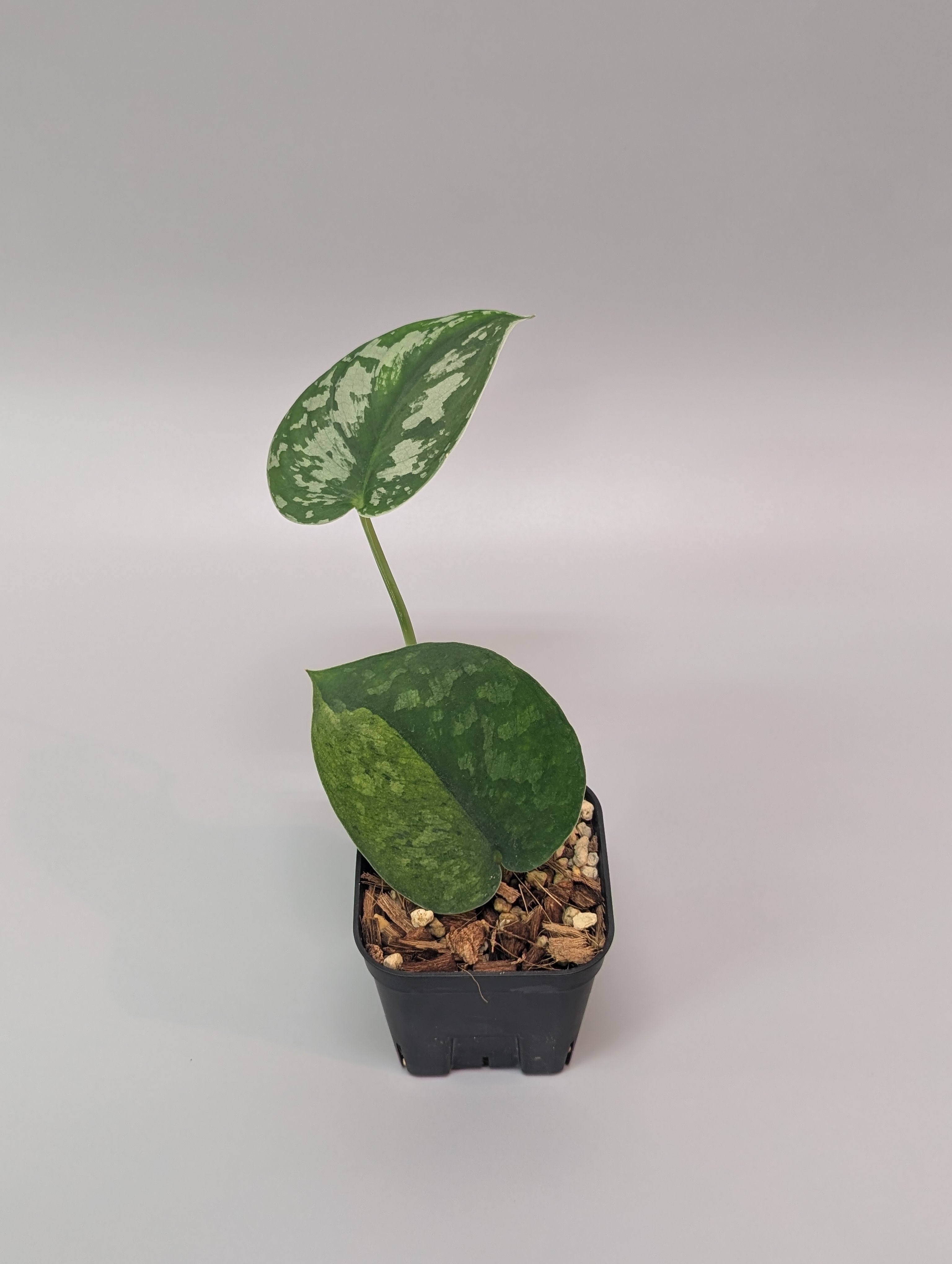 スキンダプサス マカロ / Scindapsus macaro (012b) – Nakayama