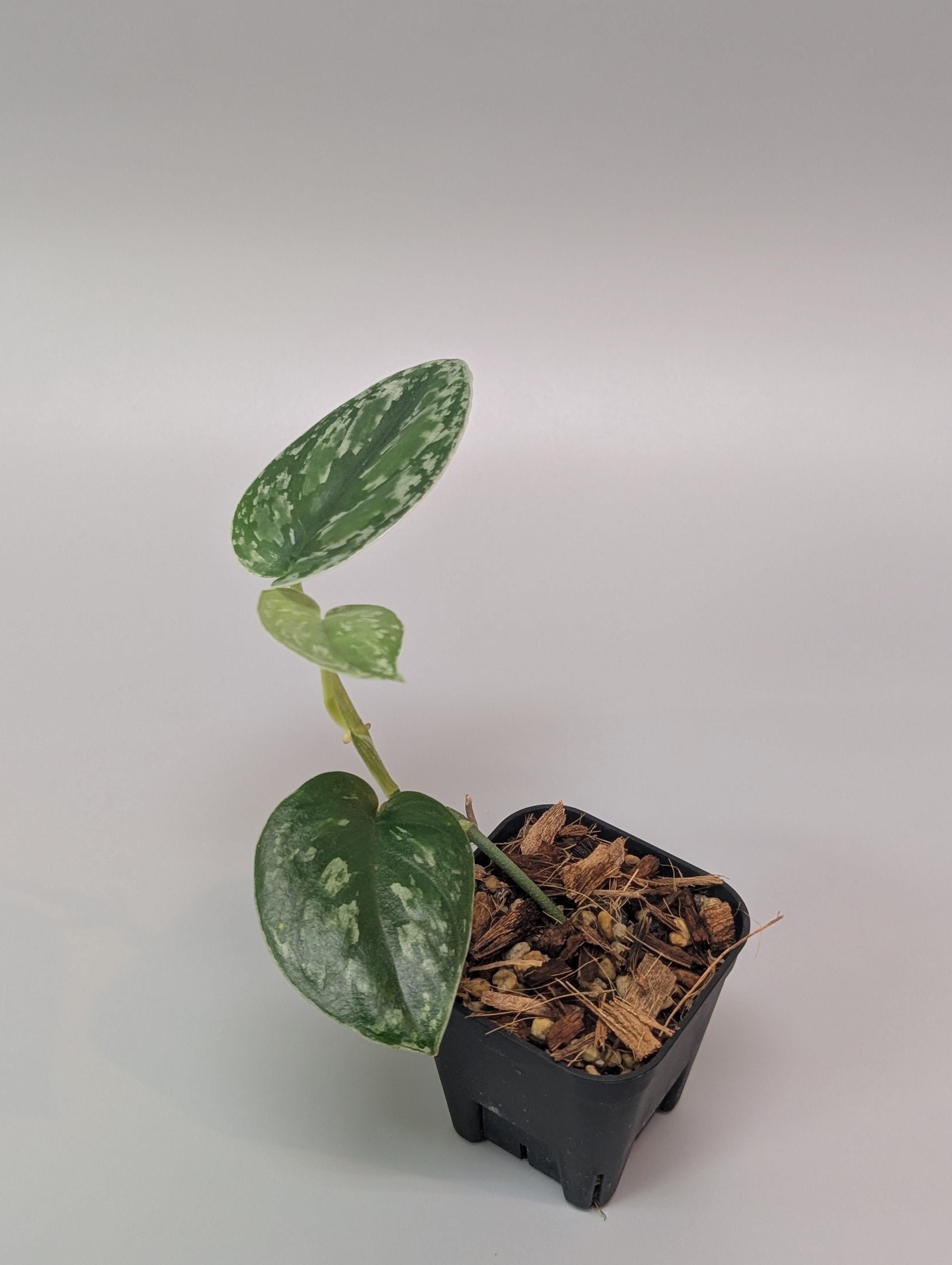 All Plants – Page 2 – Nakayama-Plants