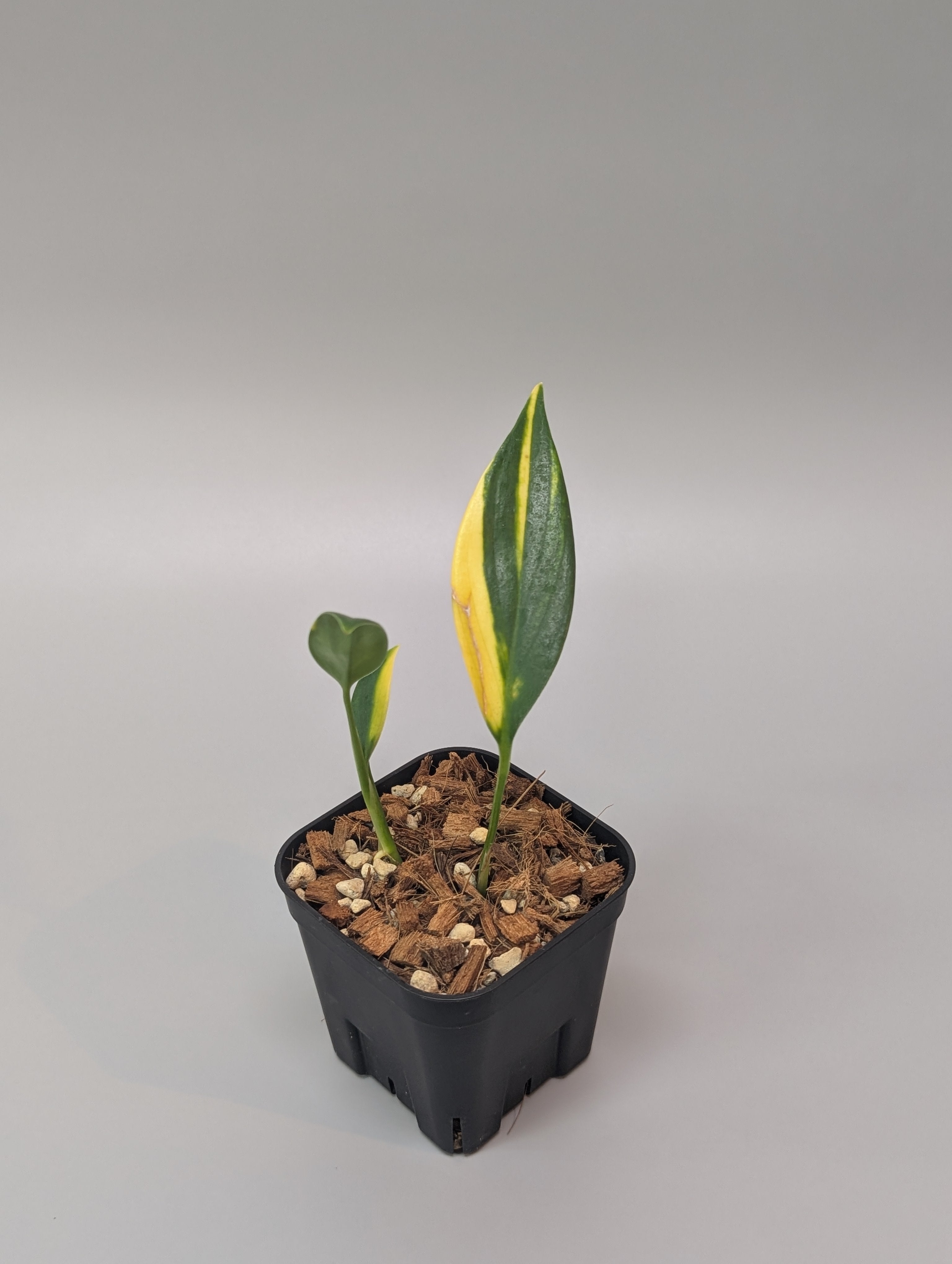 【レア】Scindapsus geulis TGK-r50404-/ Scindapsus Treubii 'Black Mutant Variegated