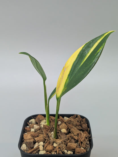 スキンダプサス コリアセウス イエロー / Scindapsus coriaceus yellow (006b)