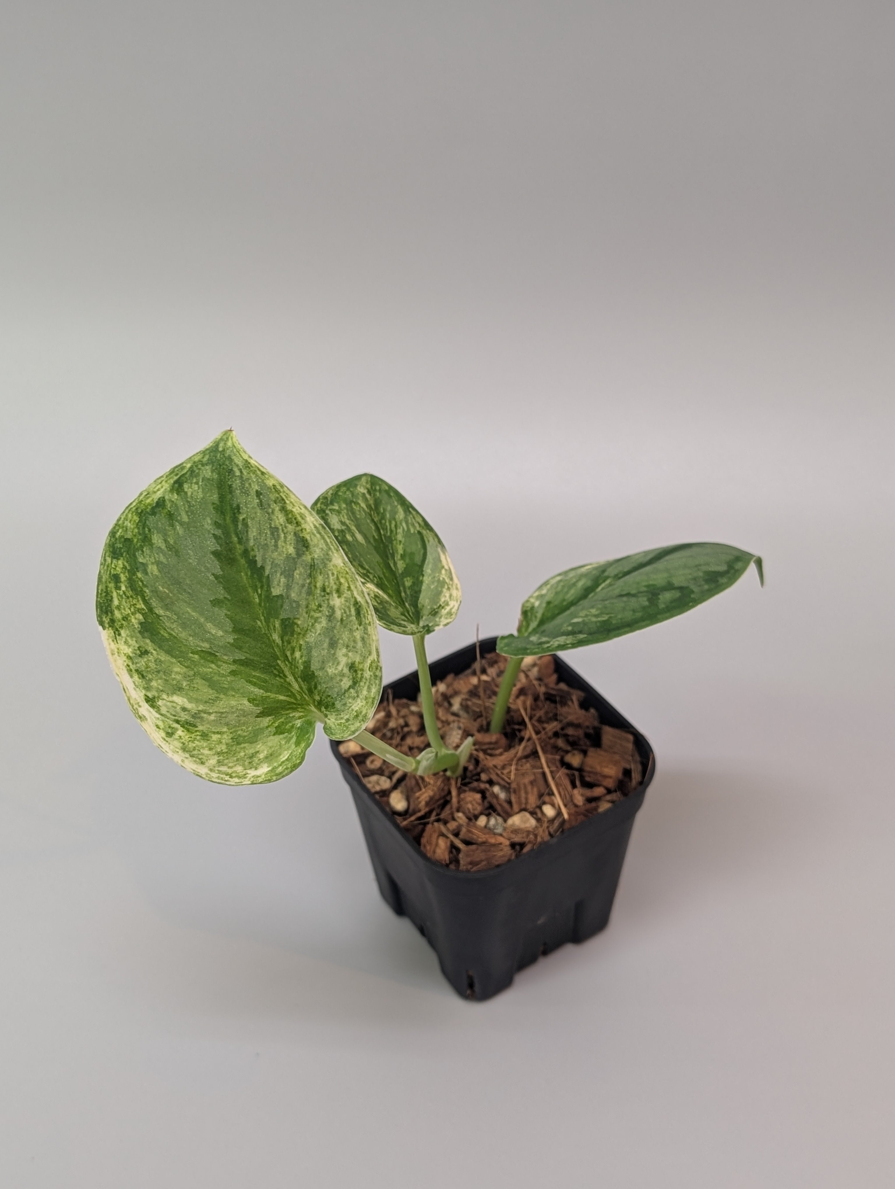 その他観葉植物 Scindapsus Silver llic Scindapsus Silver Cloud - Etsy