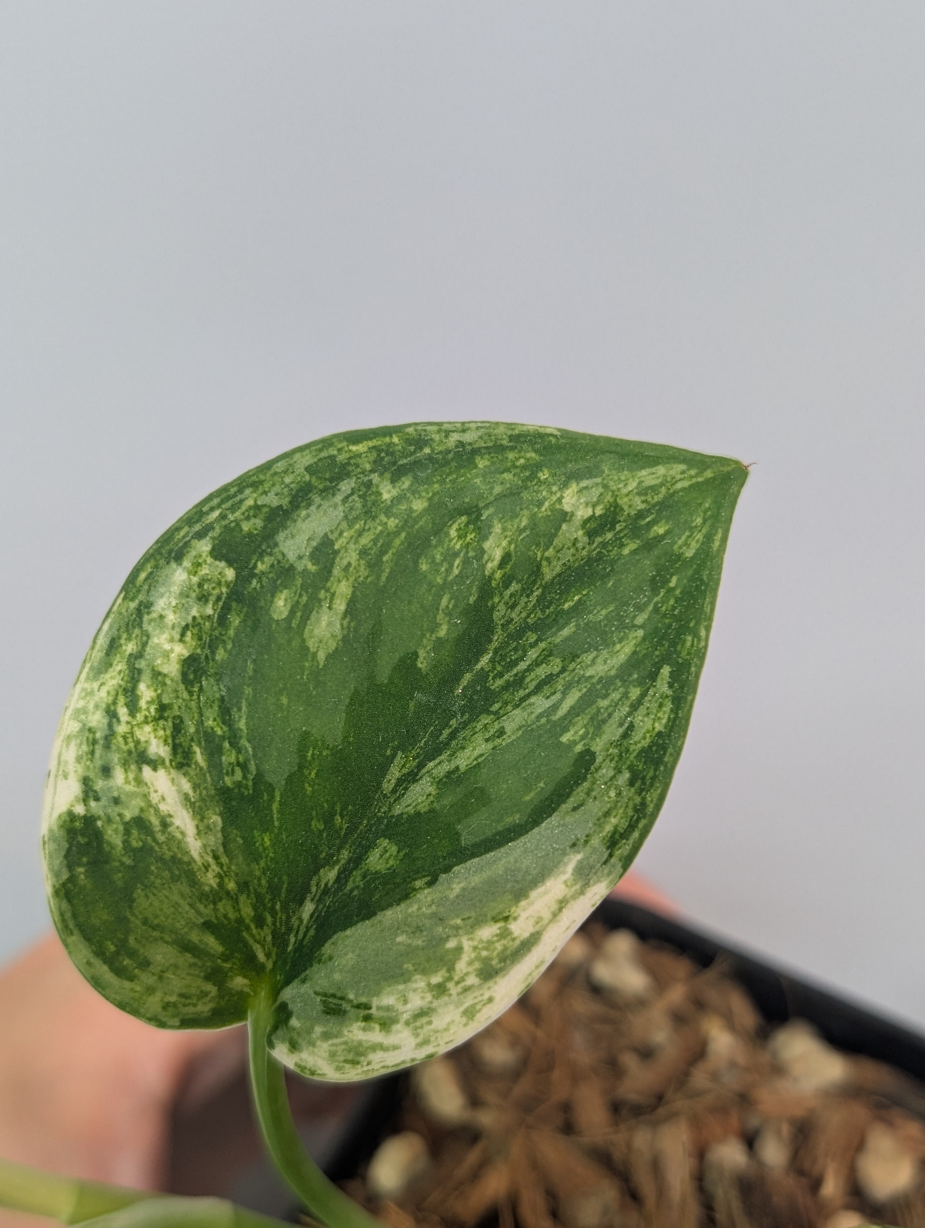 スキンダプサス シルバーキング / Scindapsus silver king (074e