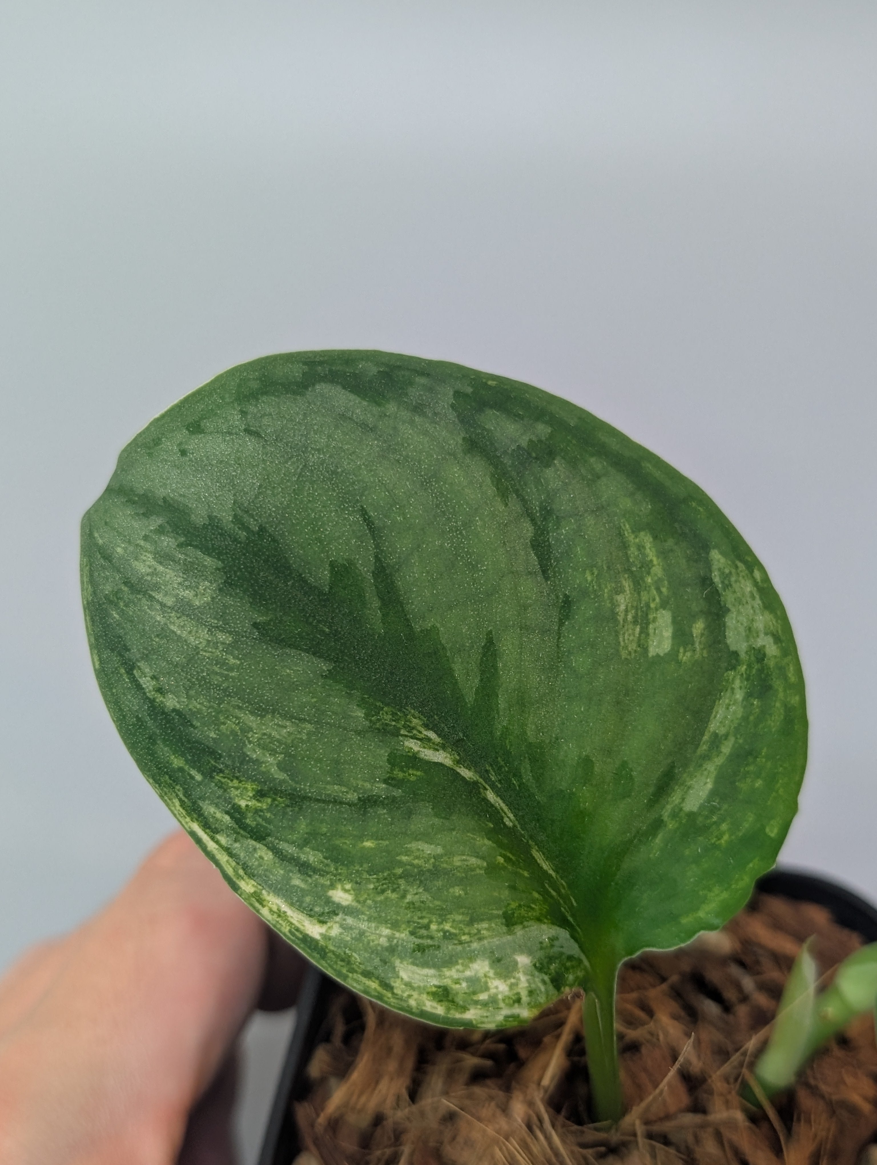 スキンダプサス シルバーキング / Scindapsus silver king (074e