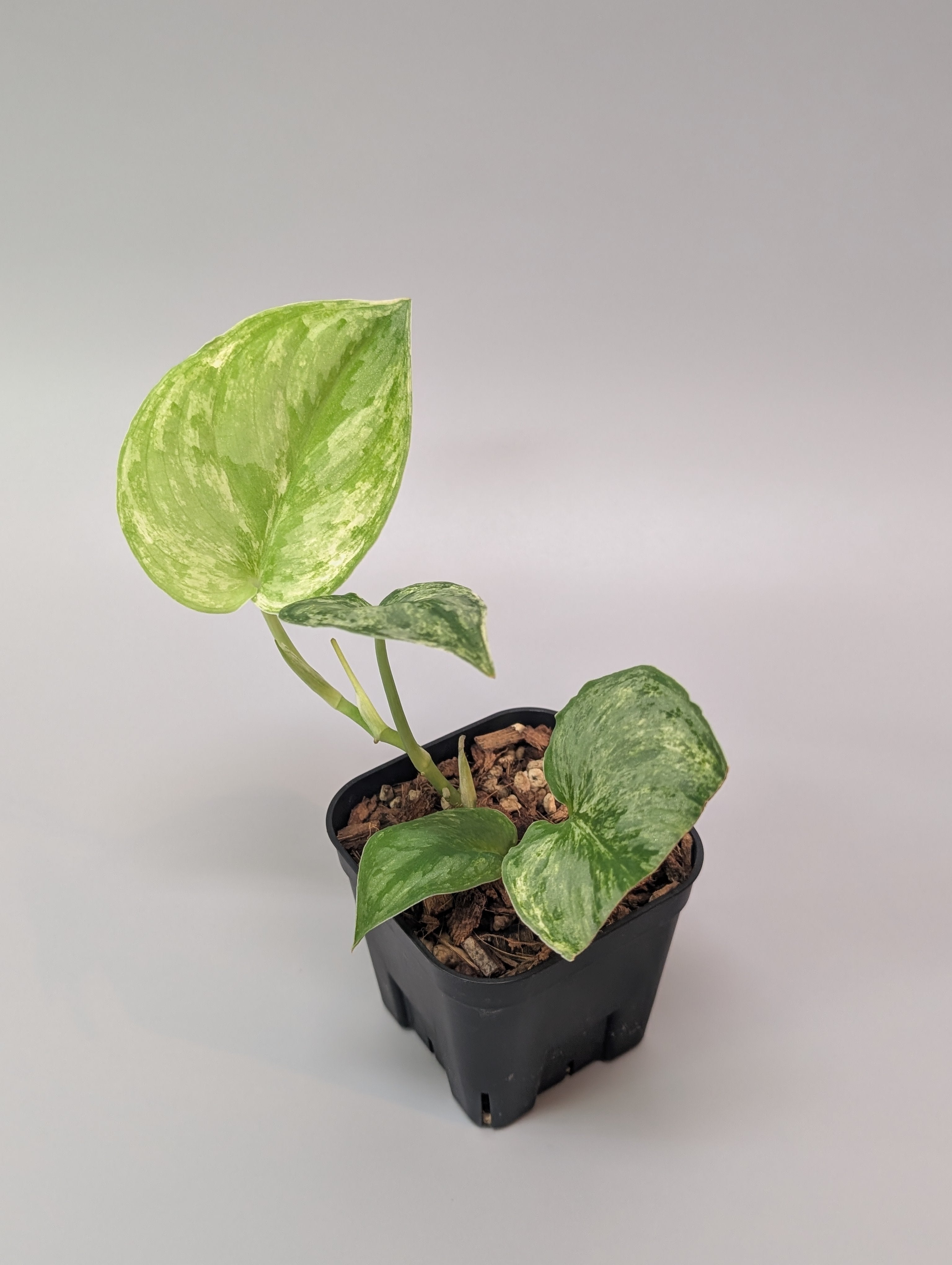 【極上斑】スキンダプサス　ユパ スキンダプサス シルバーキング / Scindapsus silver king (074f