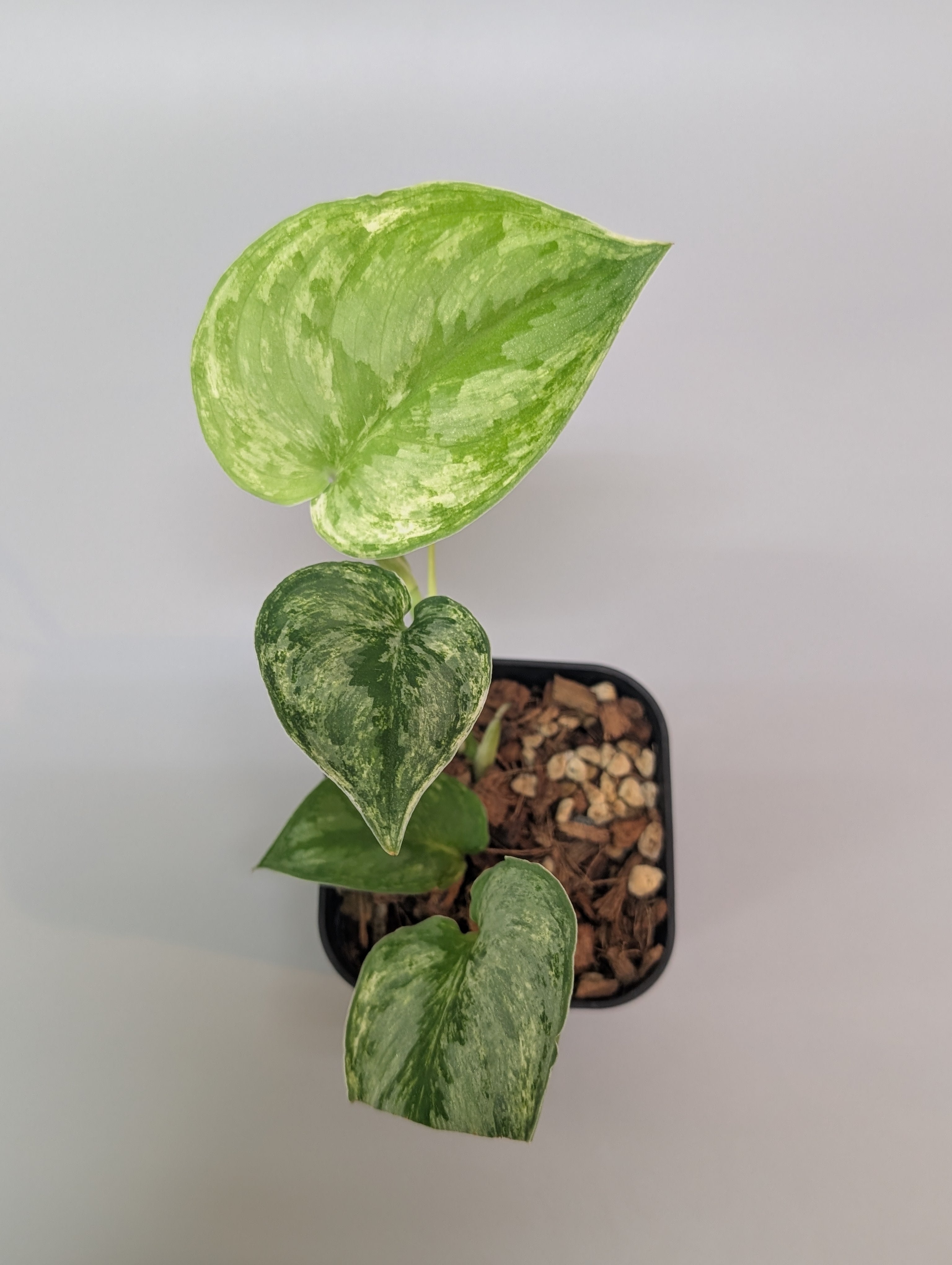 スキンダプサス シルバーキング / Scindapsus silver king (074f