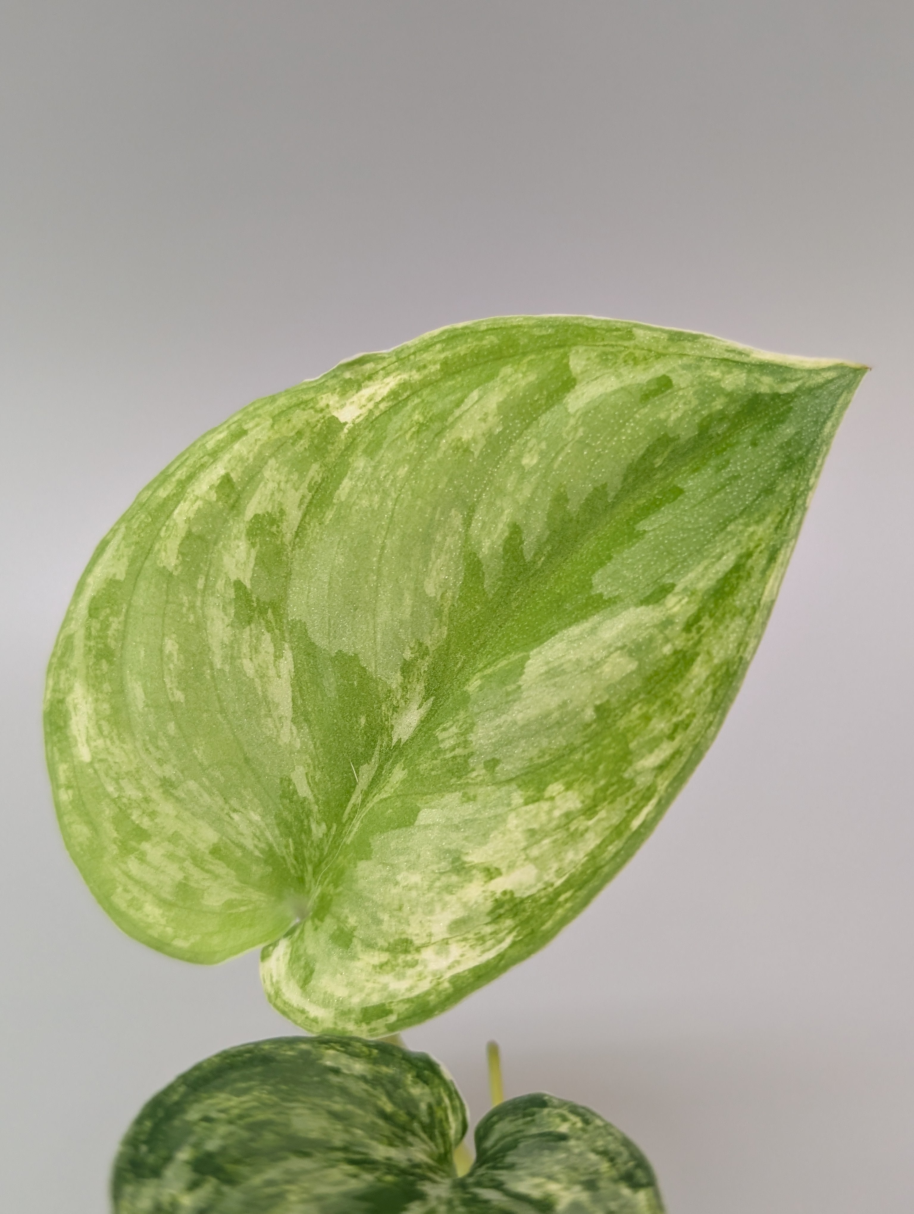 【大株】 Scindapsus silver llic ★スキンダプサス 大株】 Scindapsus silver llic ☆スキンダプサス 大株