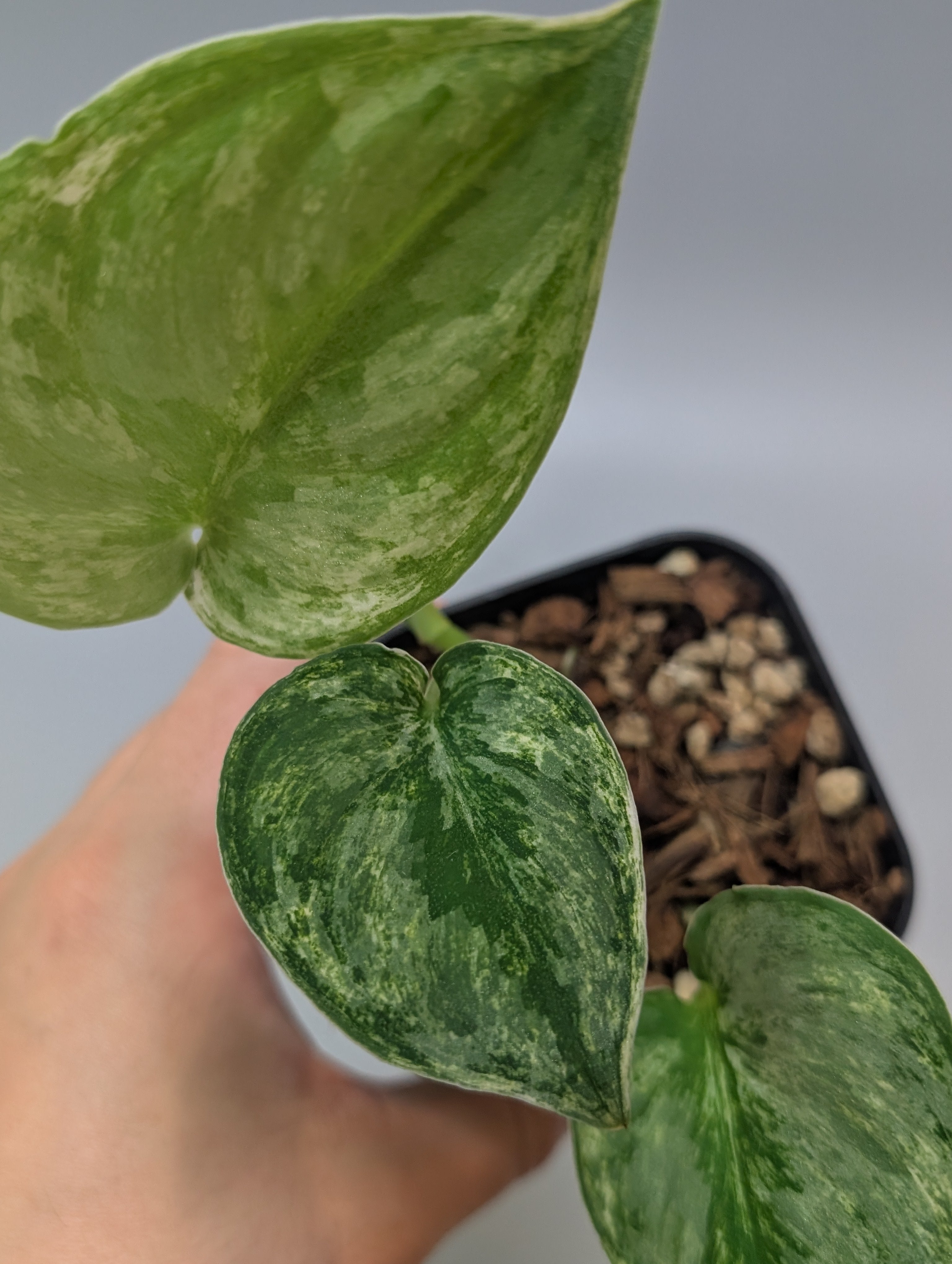 【極上斑】スキンダプサス　ユパ スキンダプサス シルバーキング / Scindapsus silver king (074f