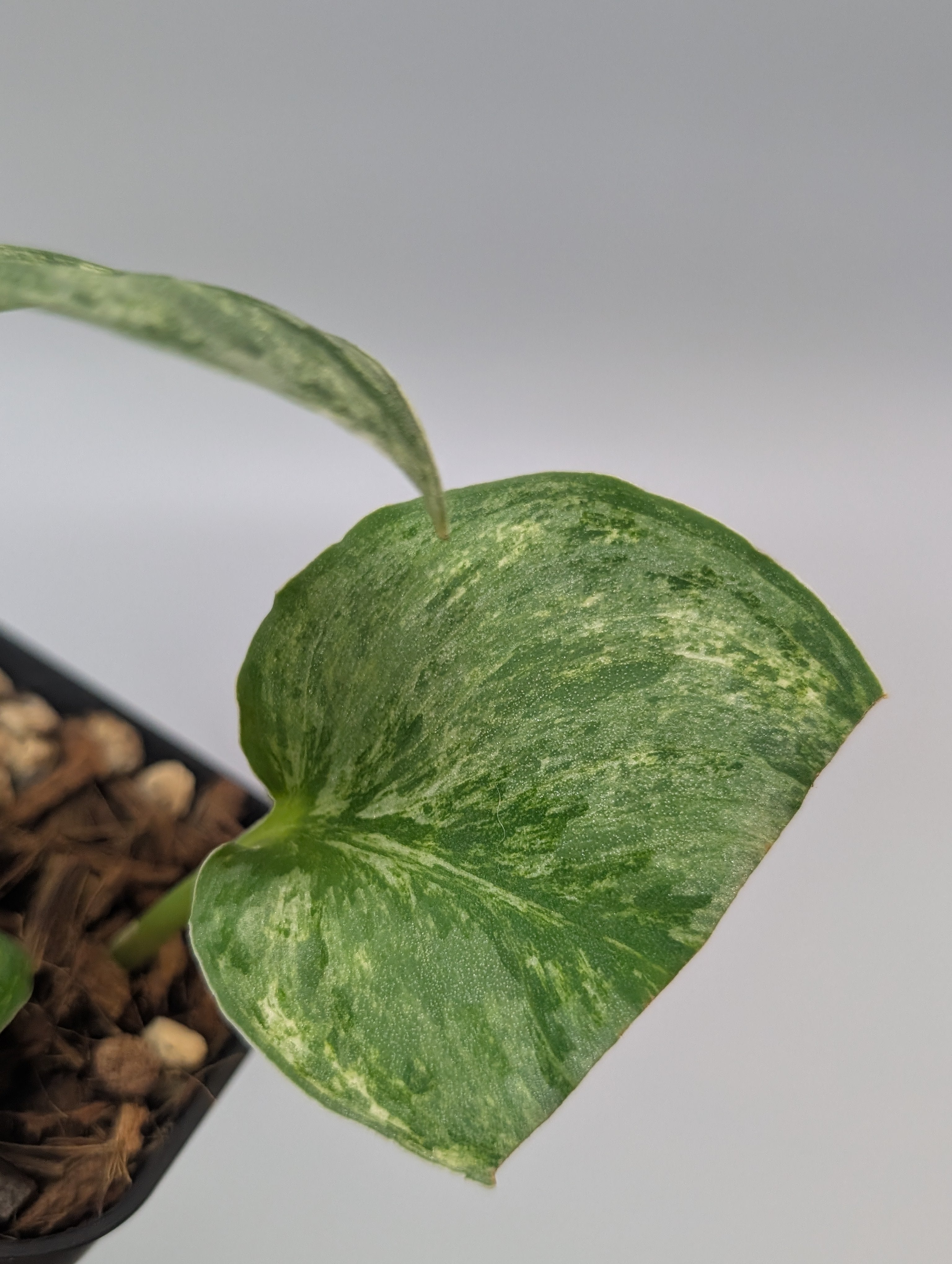 スキンダプサス シルバーキング / Scindapsus silver king (074f
