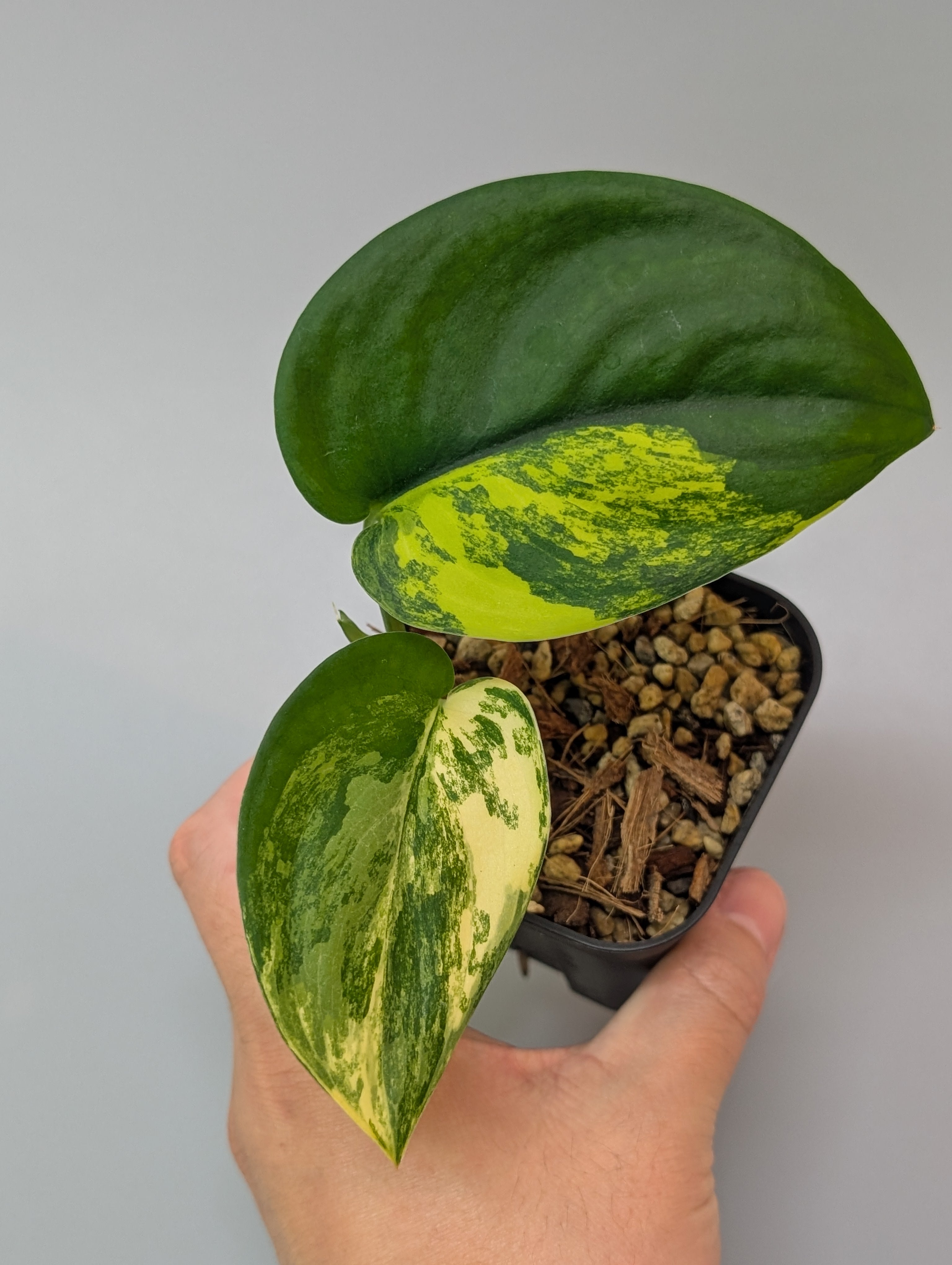 スキンダプサス ジェイドサテン オーレア / Scindapsus jadesatin