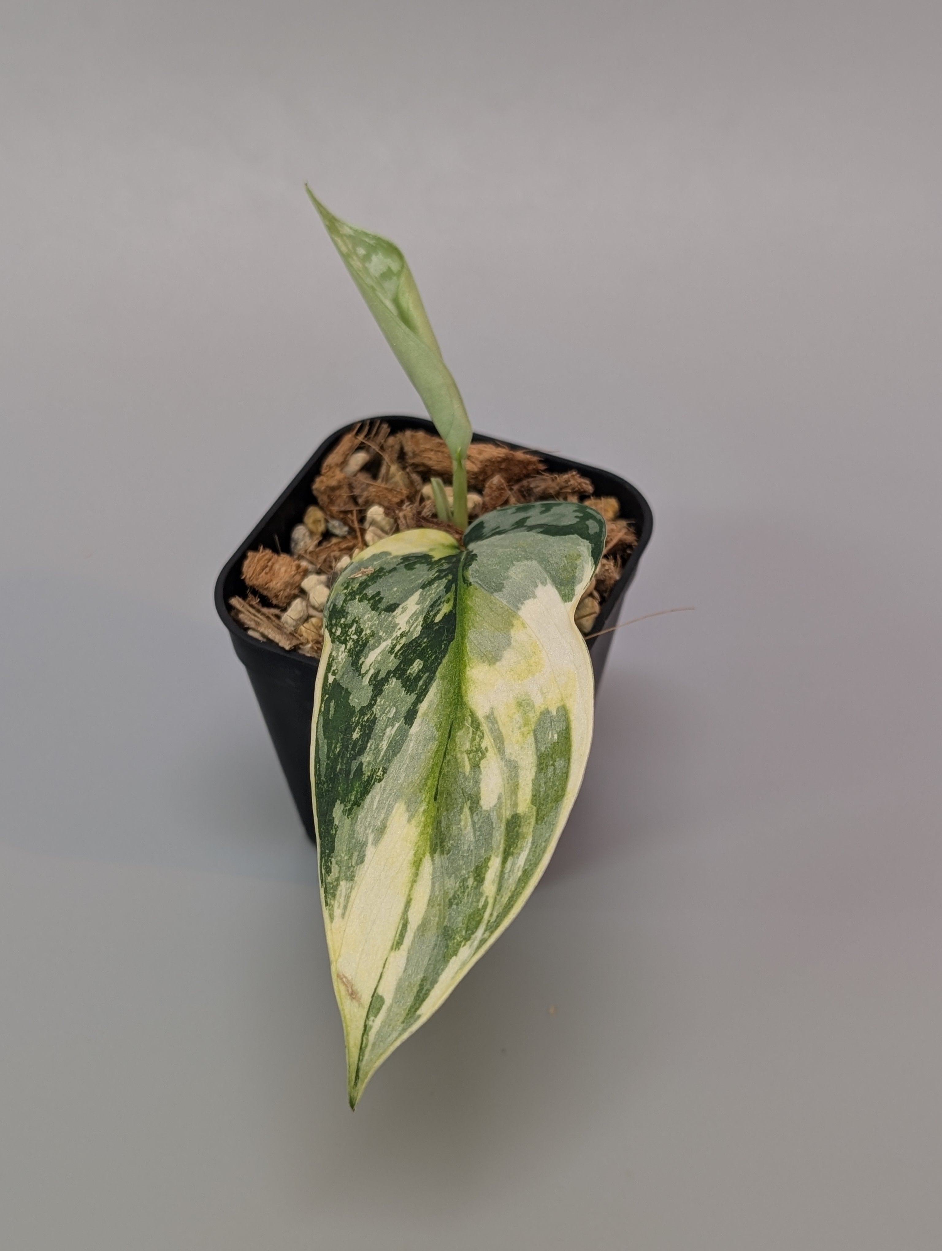 レア！ Scindapsus Lakambini スキンダプサス・ラカンビニ レア