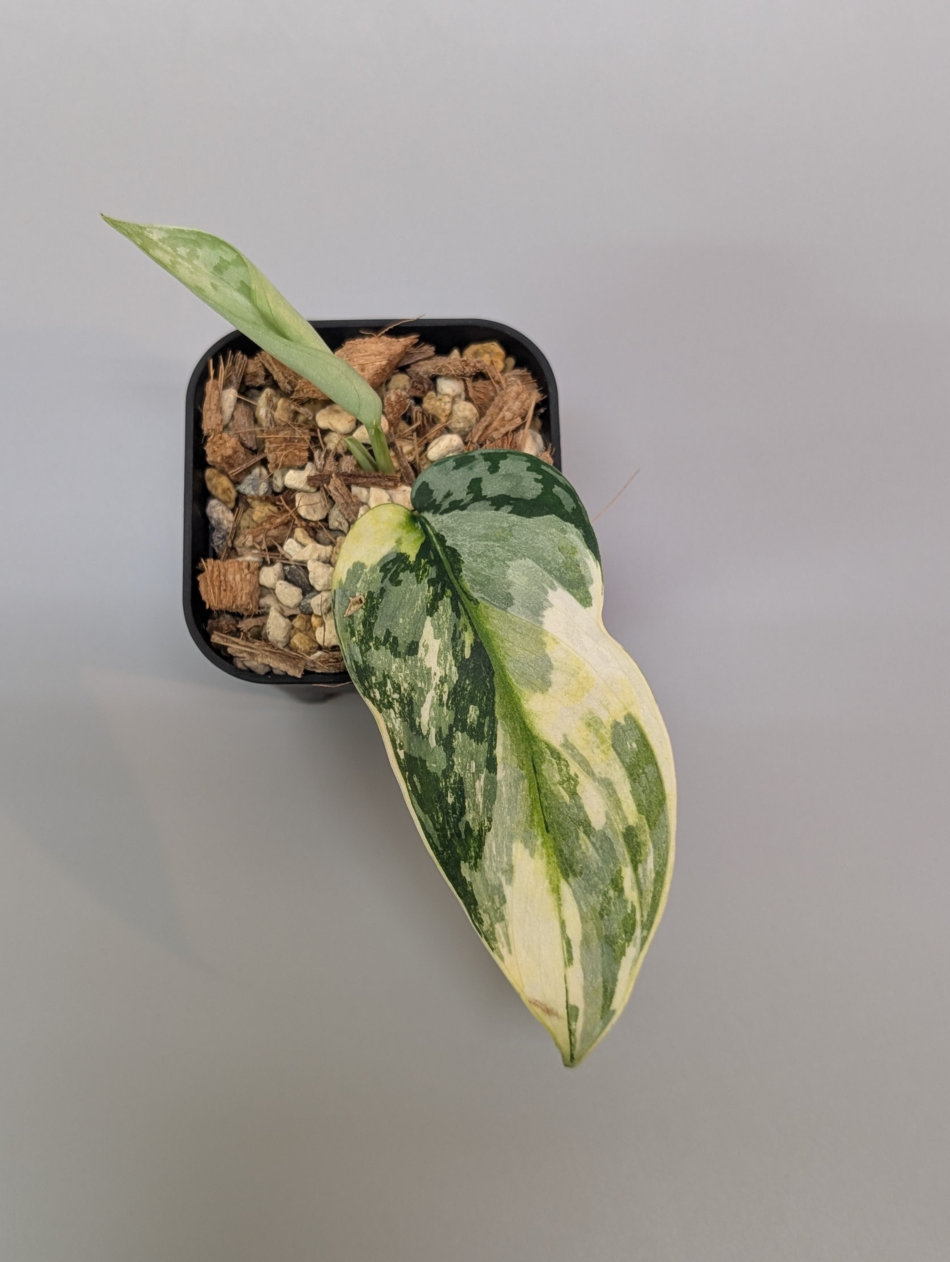 【極上斑】スキンダプサス　ユパ 極上斑】スキンダプサス ユパ シンダプサス・ユパ斑入りリアル