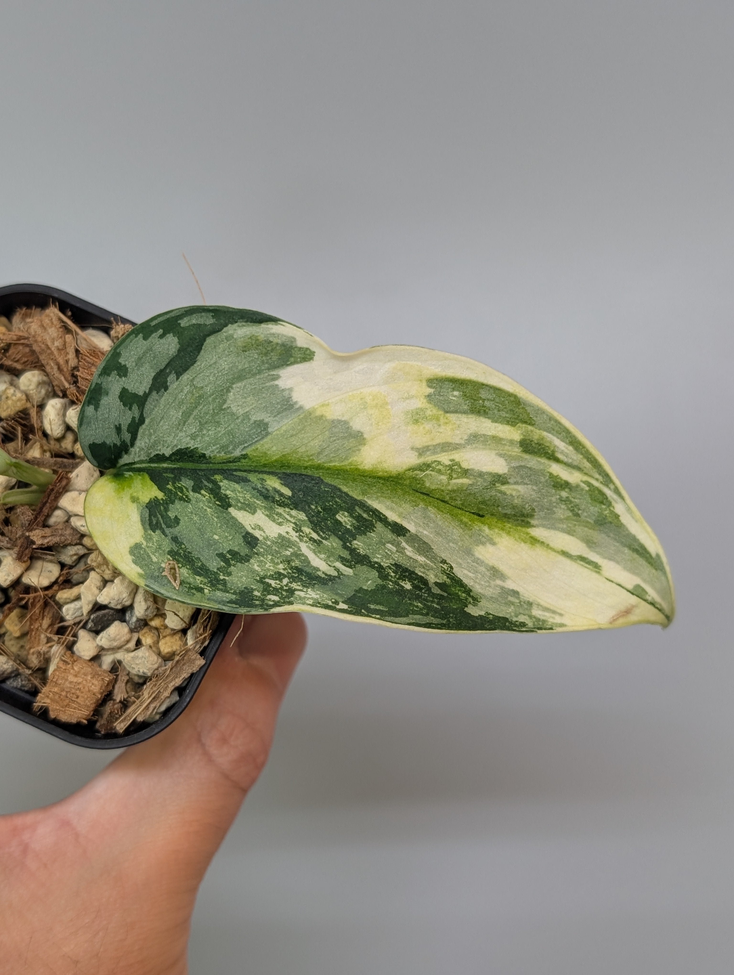 スキンダプサス ラカンビニ / Scindapsus lakambini (1) – Nakayama-Plants