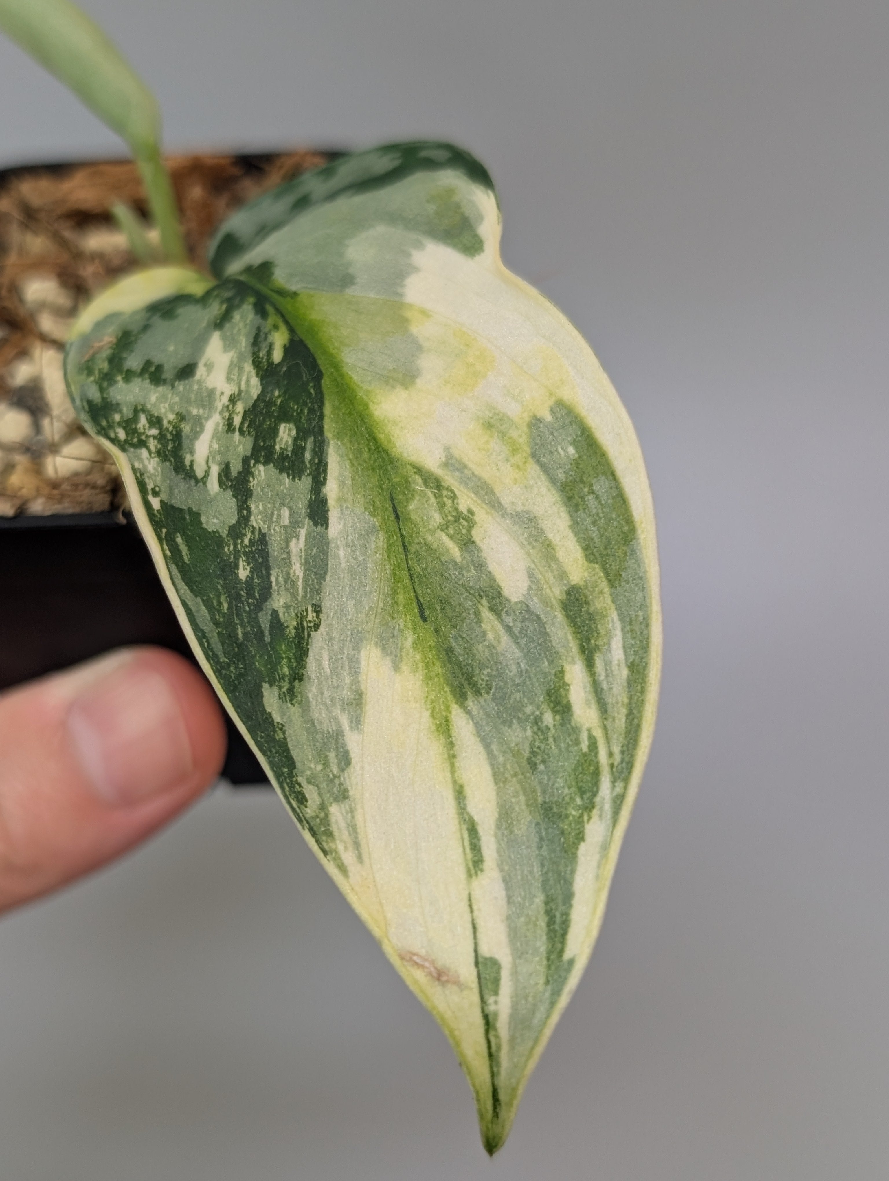 【特価】Scindapsus Lakambini スキンダプサス　ラカンビニ スキンダプサス ラカンビニ / Scindapsus lakambini (1) – Nakayama-Plants