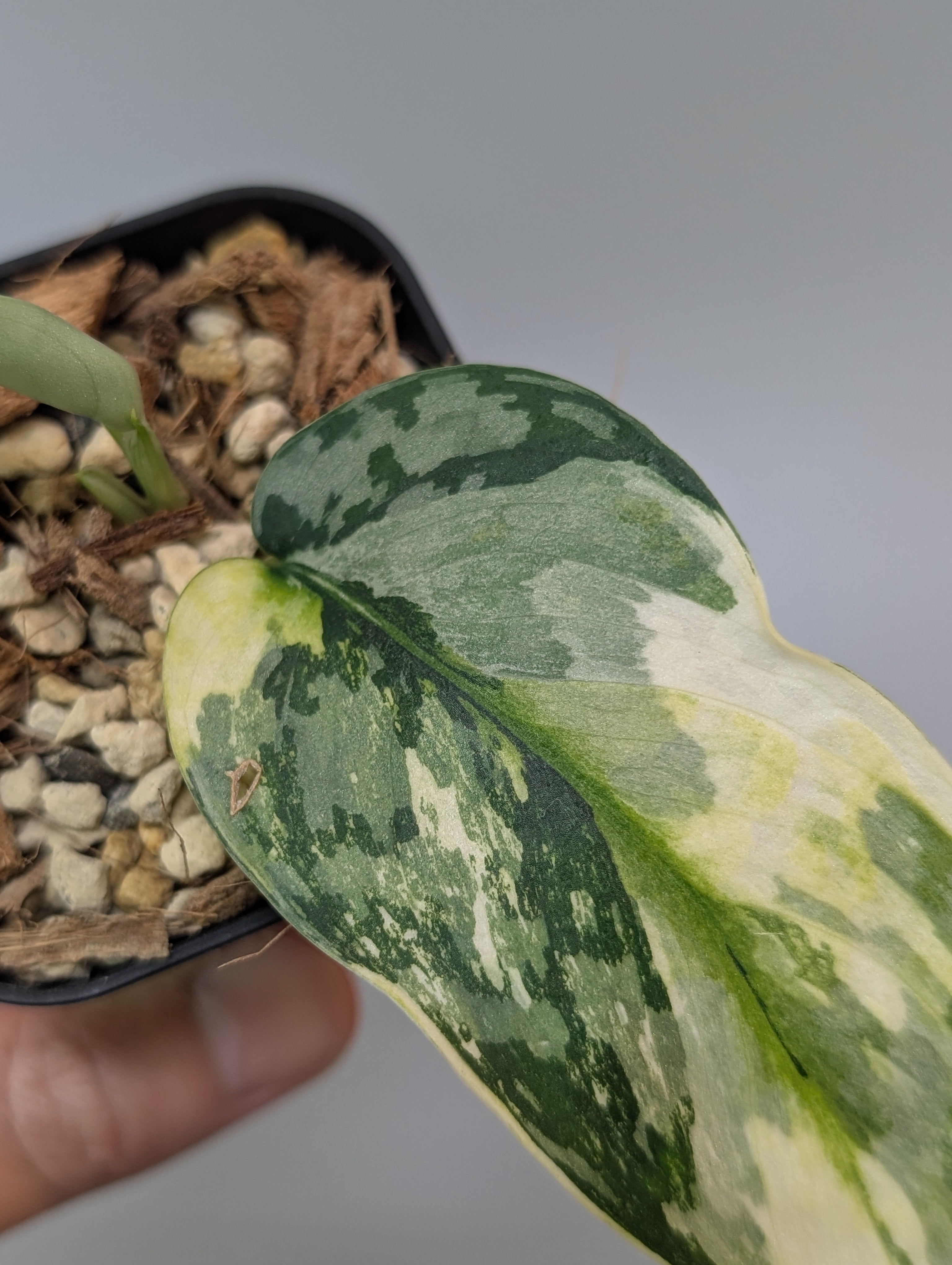 【希少】Scindapsus Lakambini スキンダプサス　ラカンビニ スキンダプサス ラカンビニ / Scindapsus lakambini (022f