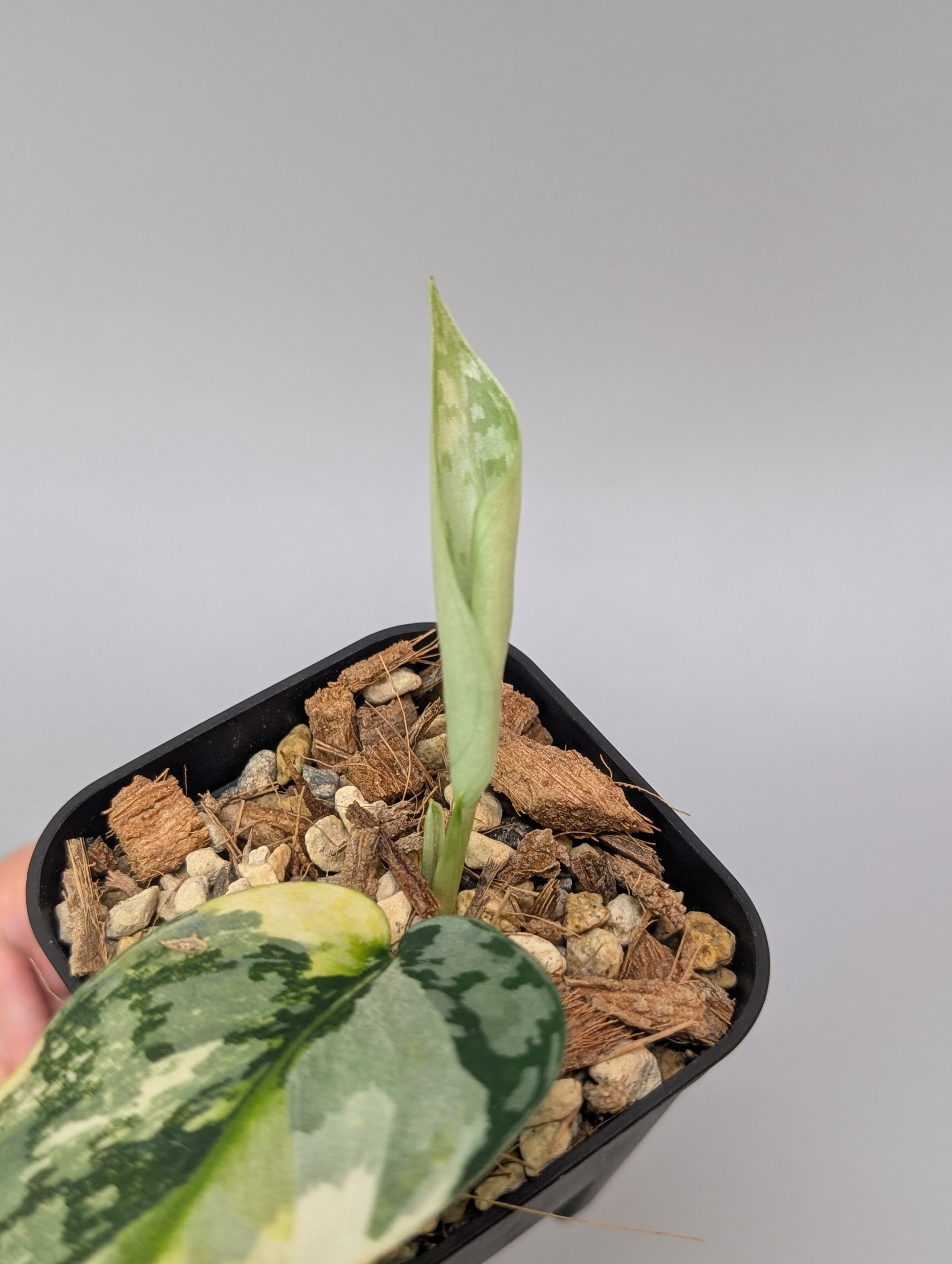 【希少】Scindapsus Lakambini スキンダプサス　ラカンビニ スキンダプサス ラカンビニ / Scindapsus lakambini (022f