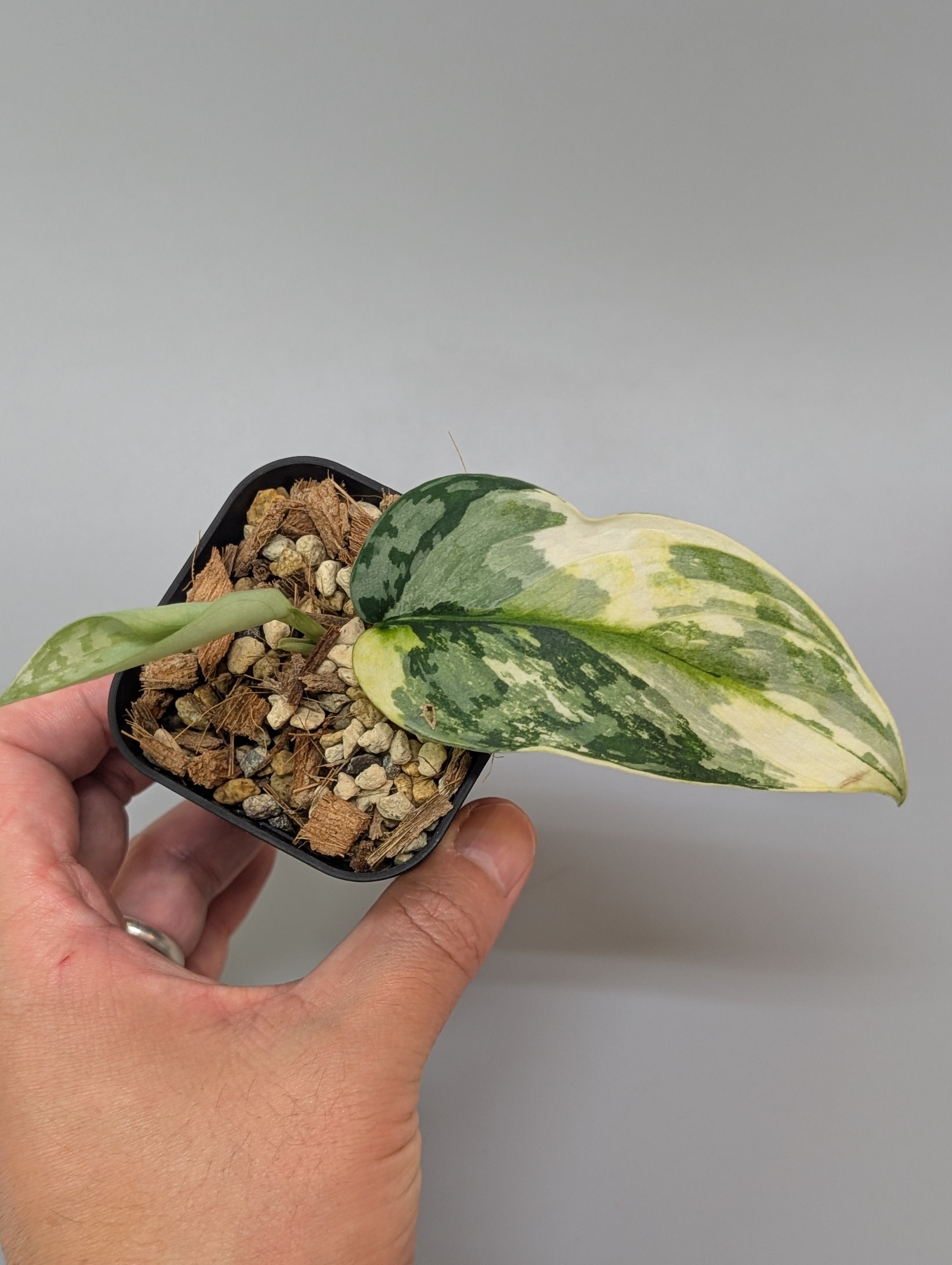 【希少】Scindapsus Lakambini スキンダプサス　ラカンビニ スキンダプサス ラカンビニ / Scindapsus lakambini (1) – Nakayama-Plants