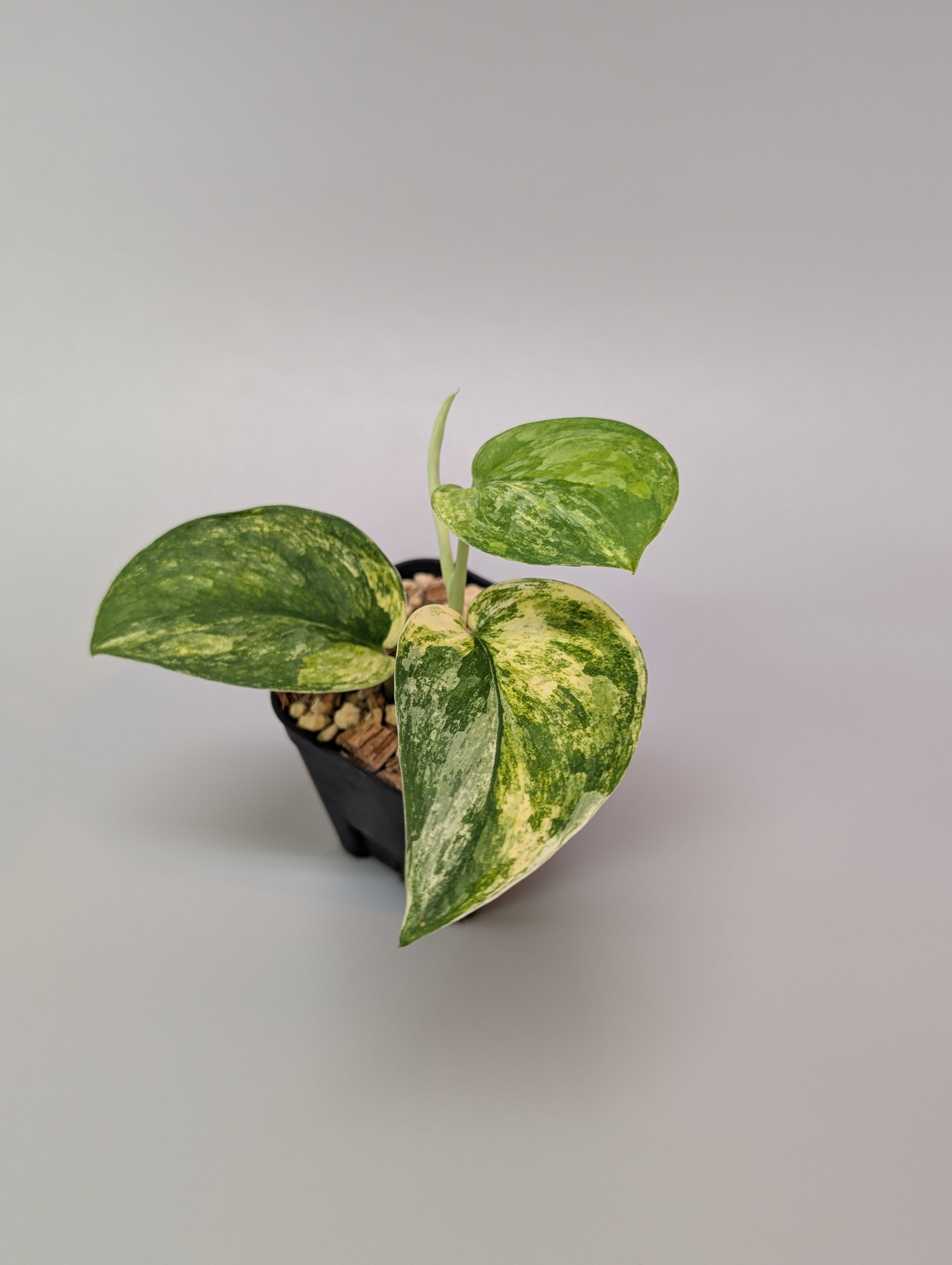 スキンダプサス エキゾチカ トリカラー / Scindapsus exotica