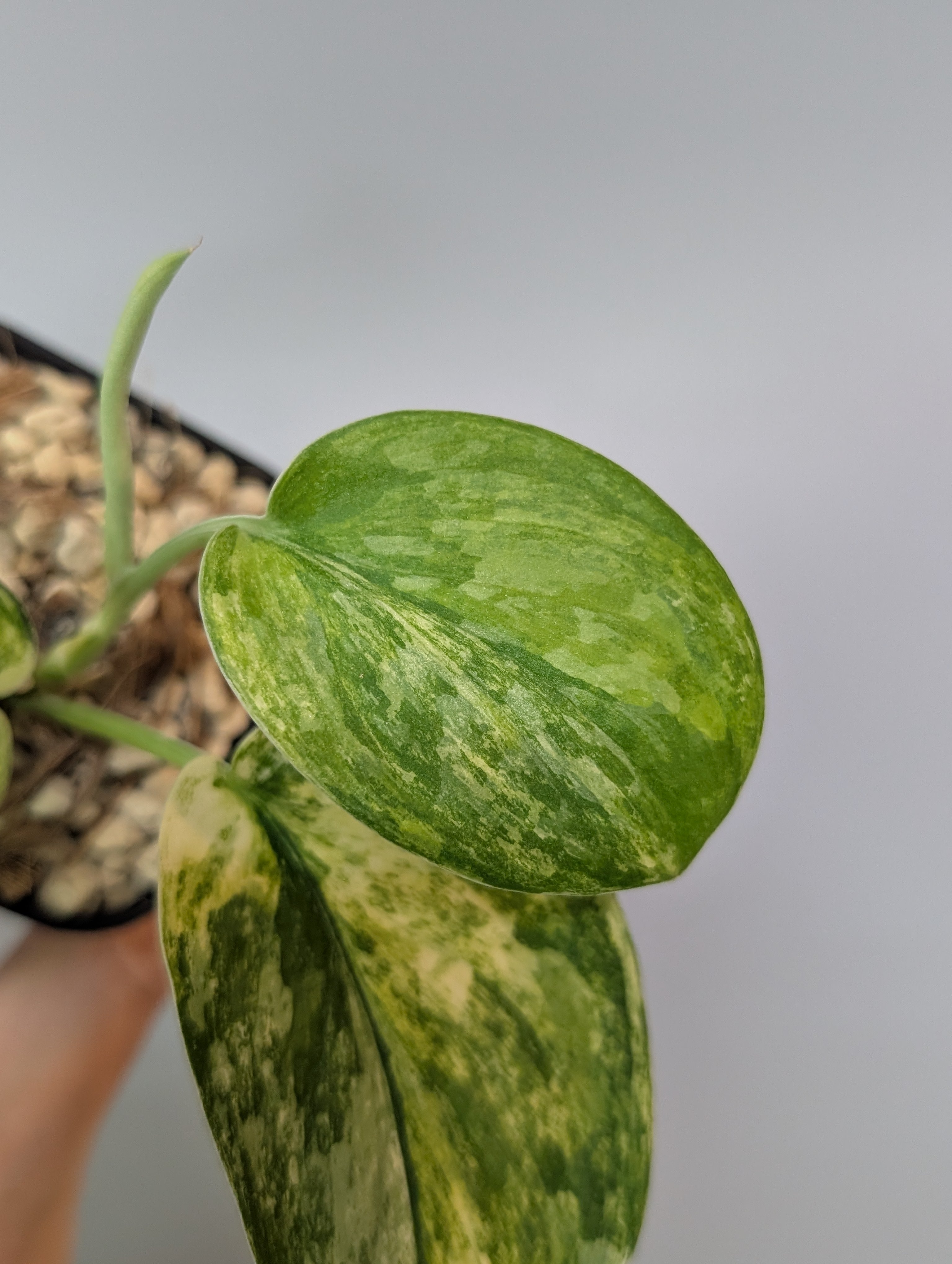 スキンダプサス エキゾチカ トリカラー / Scindapsus exotica