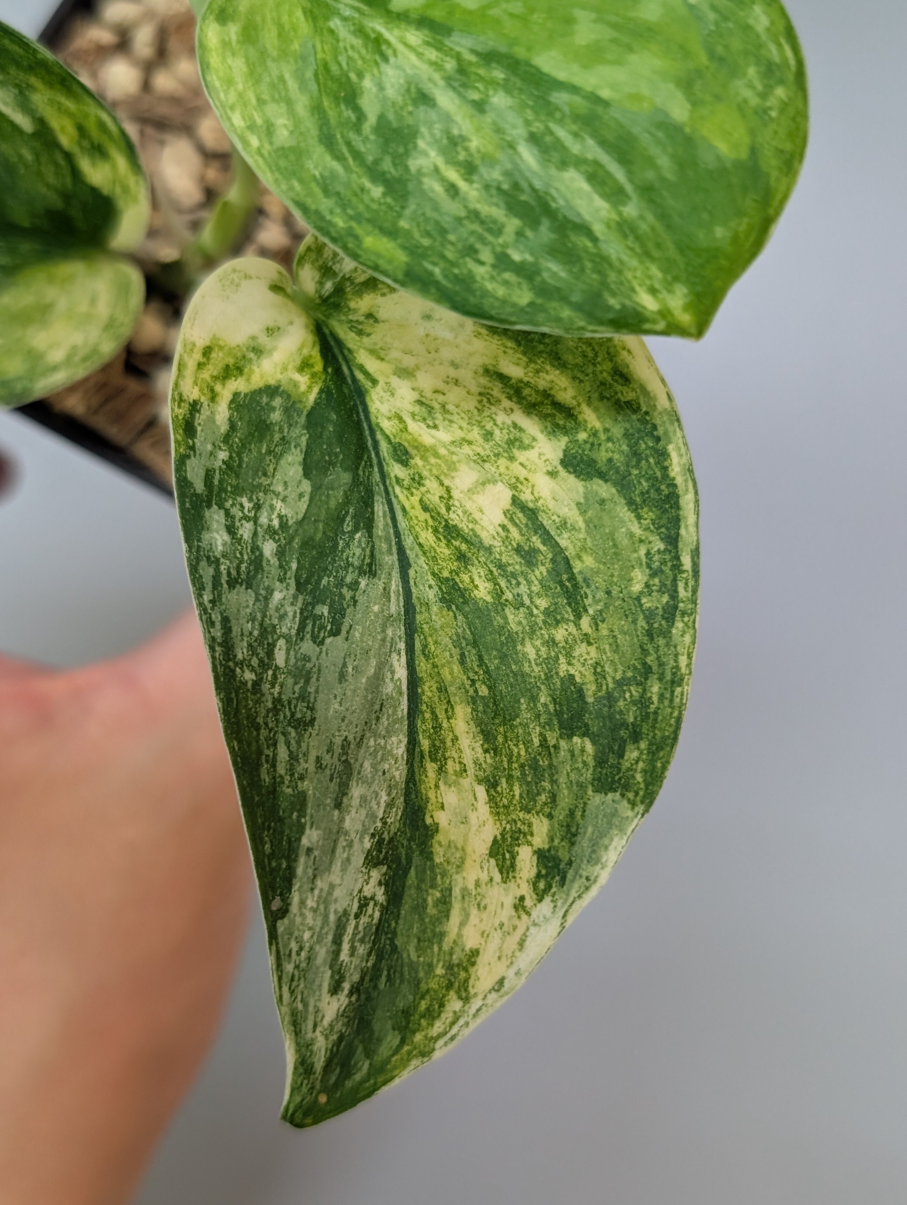 スキンダプサス　エキゾチカトリカラー スキンダプサス エキゾチカ トリカラー / Scindapsus exotica