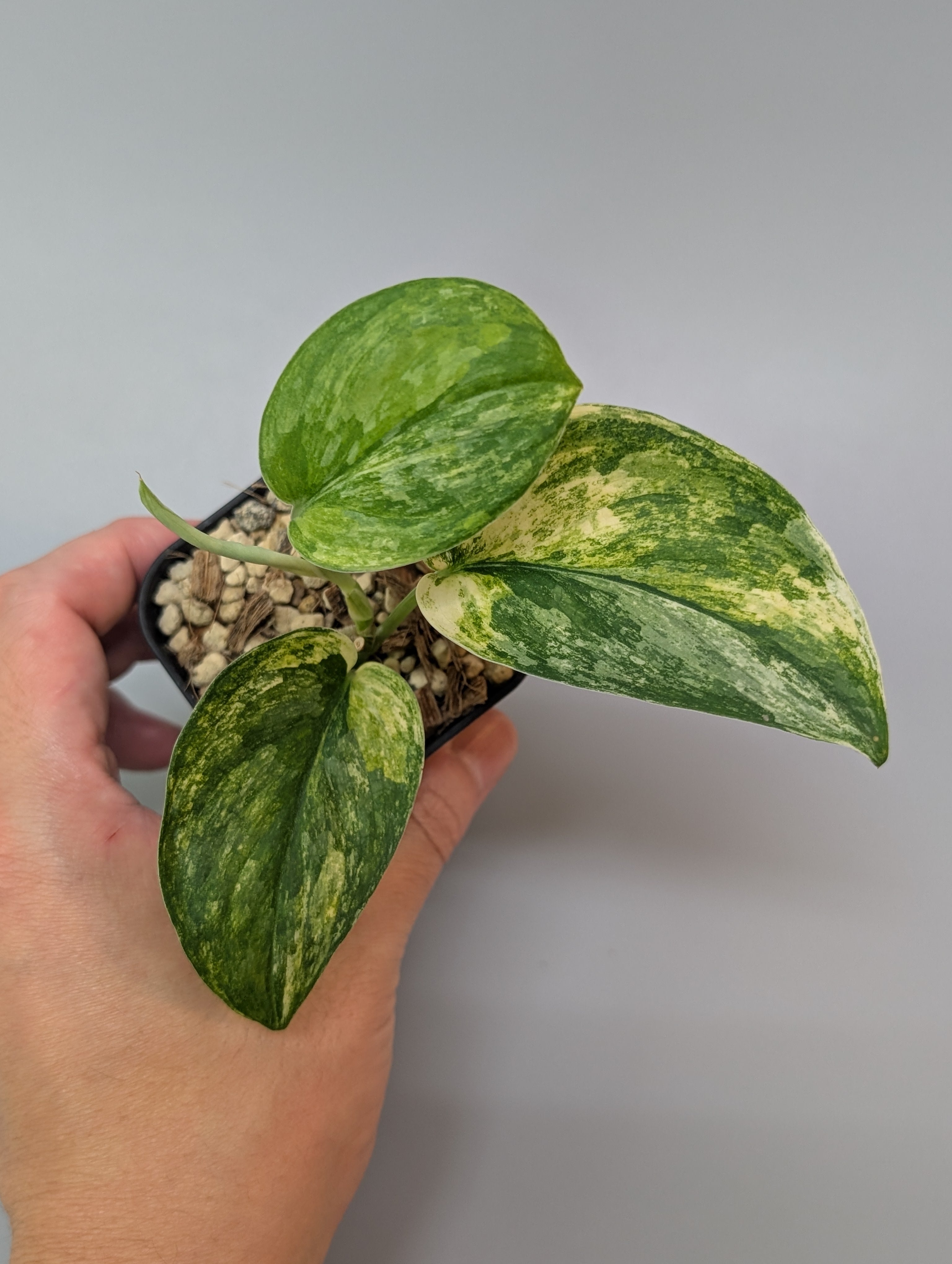 スキンダプサス　エキゾチカトリカラー スキンダプサス エキゾチカ トリカラー / Scindapsus exotica