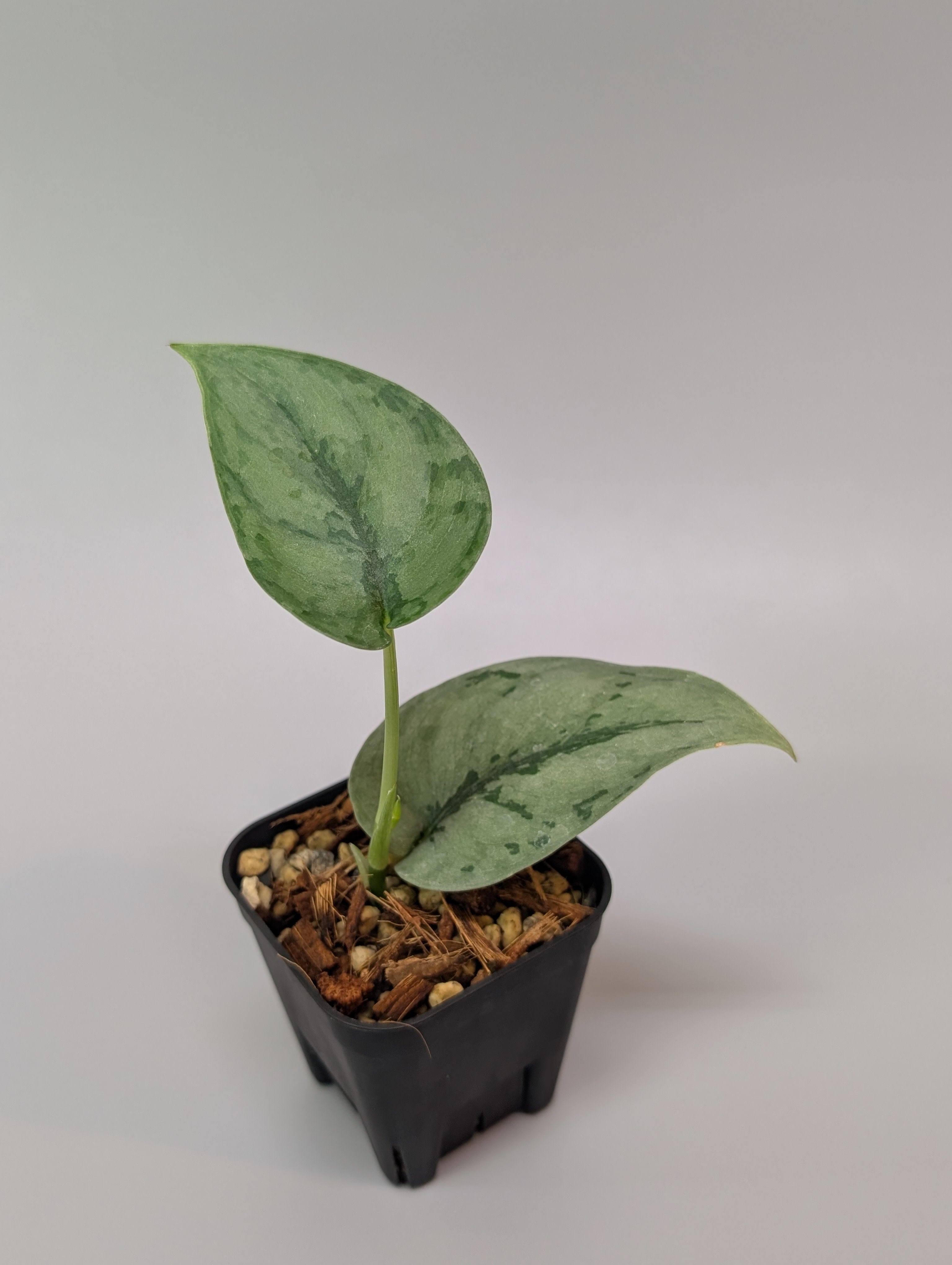 商品 – Nakayama-Plants