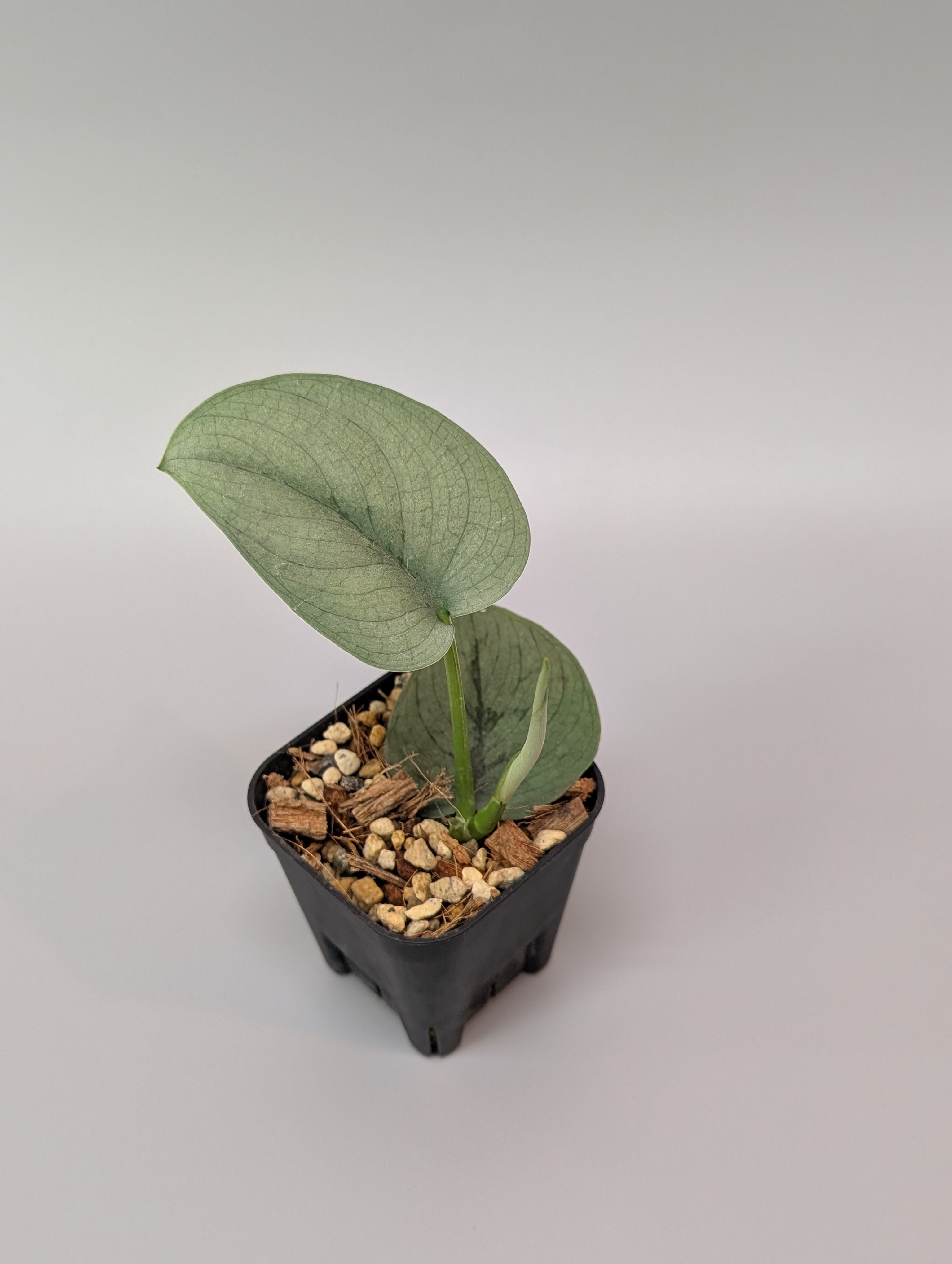 【極上斑】スキンダプサス　ユパ 極上斑】スキンダプサス ユパ 2025年最新】scindapsus