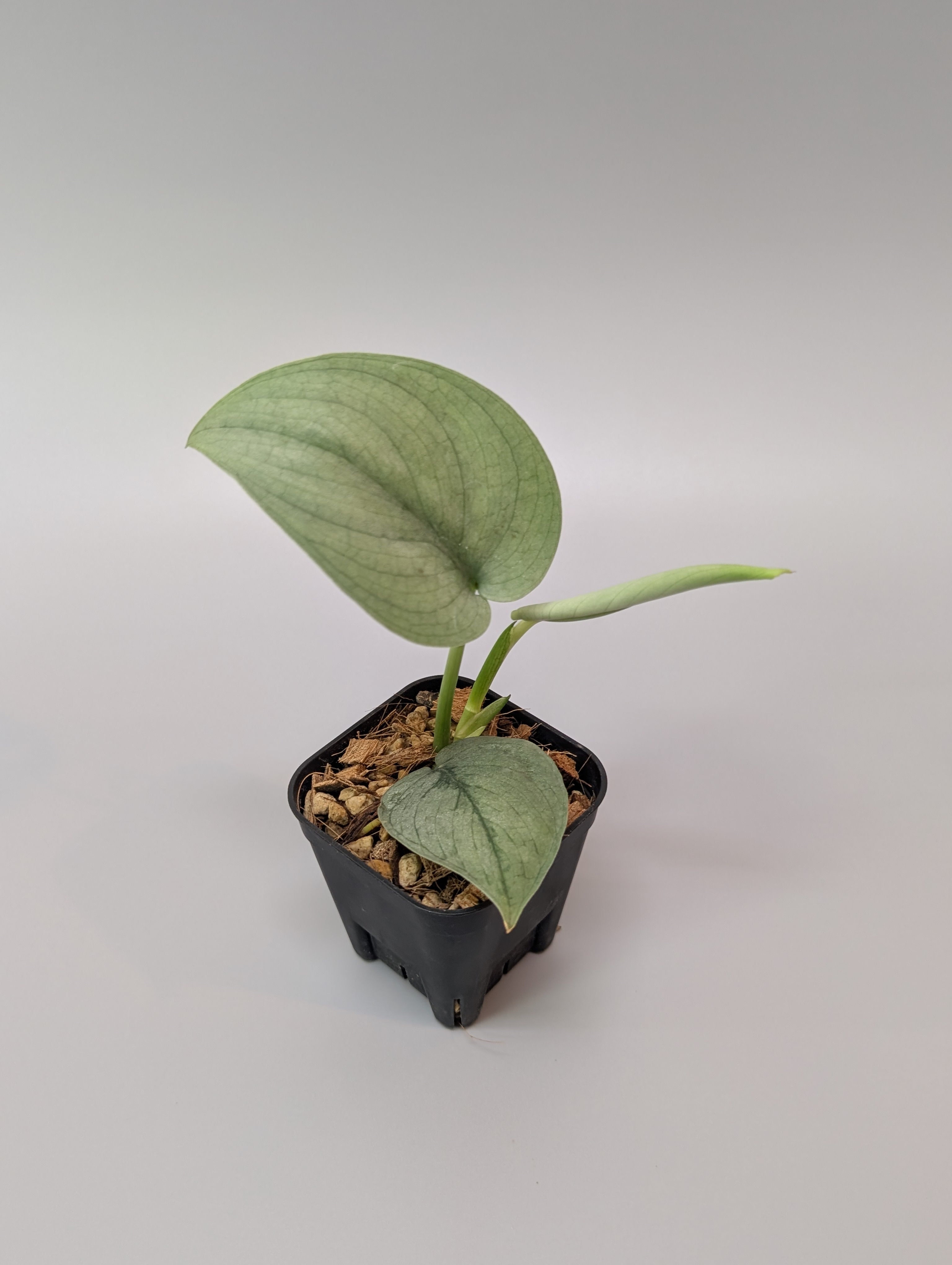 スキンダプサス ブルータイガー / Scindapsus Blue tiger (094b