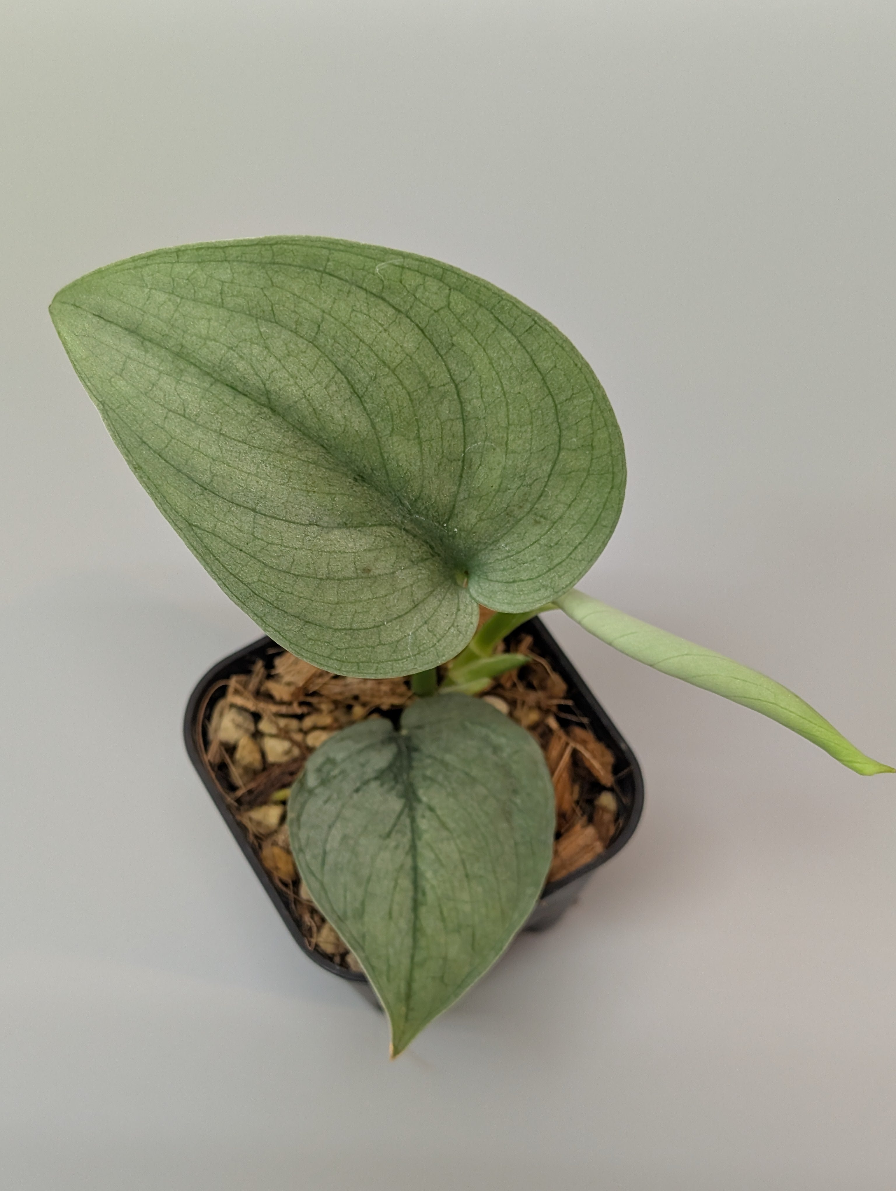 スキンダプサス ブルータイガー / Scindapsus Blue tiger (094b