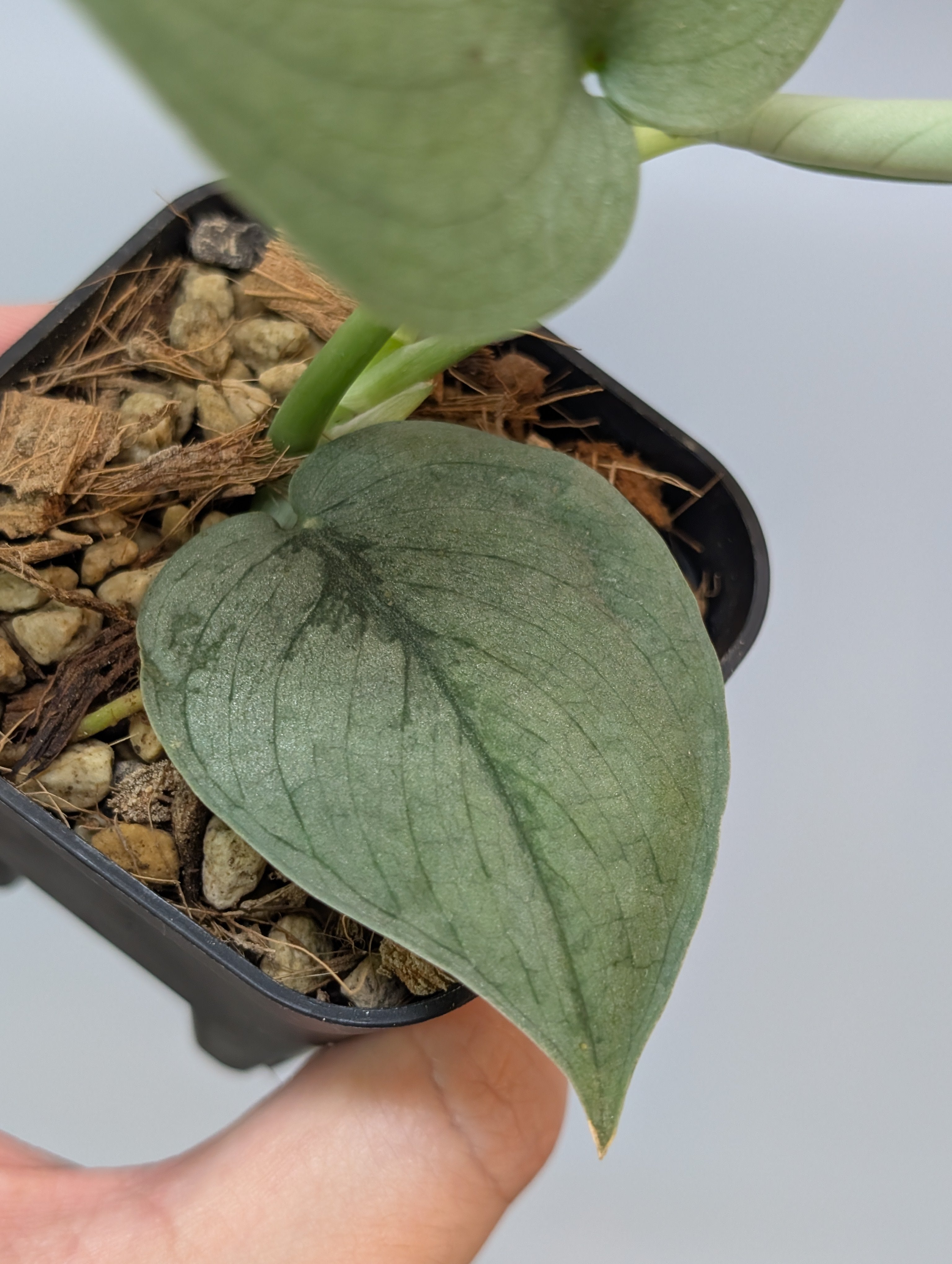 スキンダプサス ブルータイガー / Scindapsus Blue tiger (094b