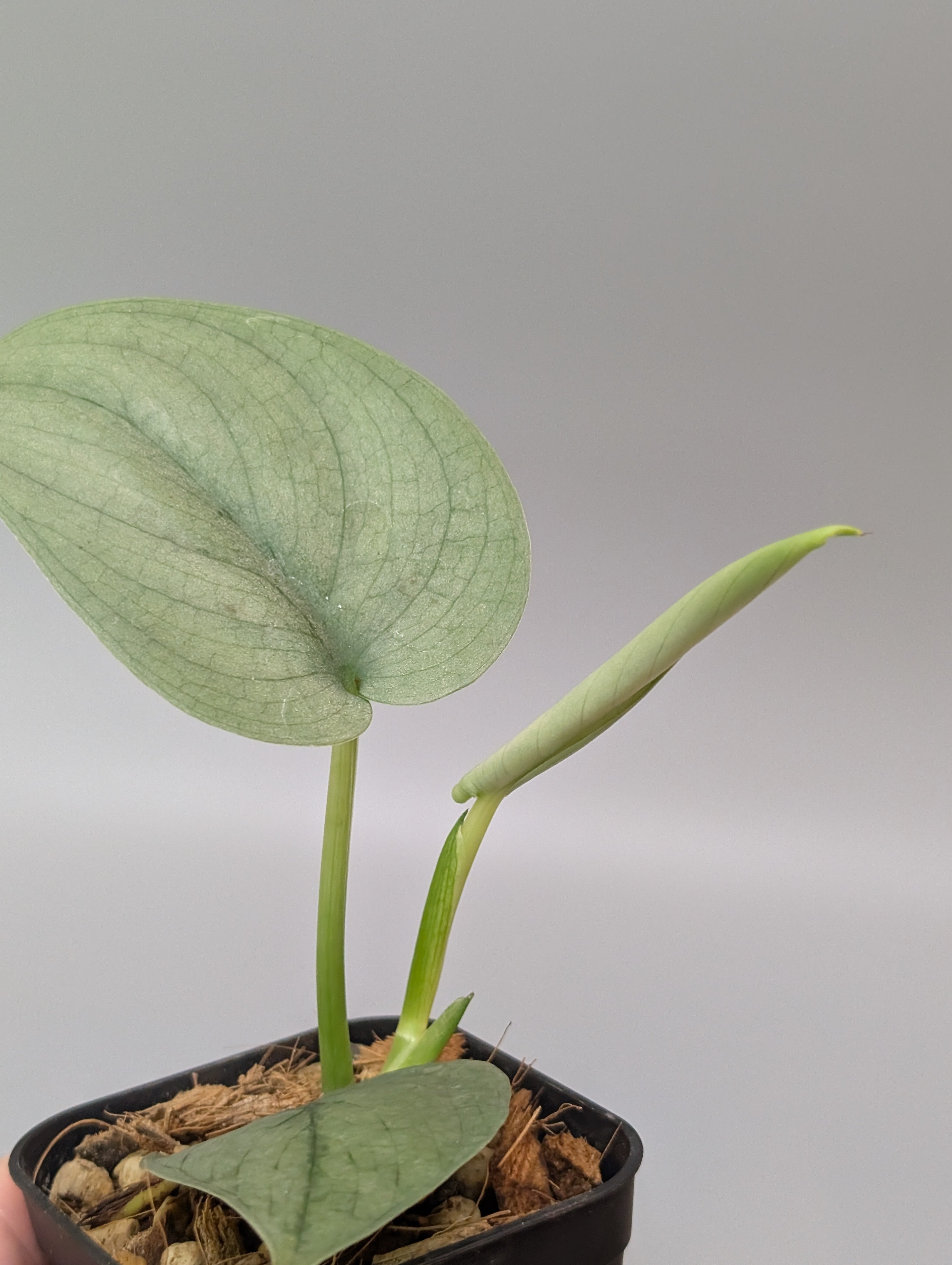 スキンダプサス ブルータイガー / Scindapsus Blue tiger (094b