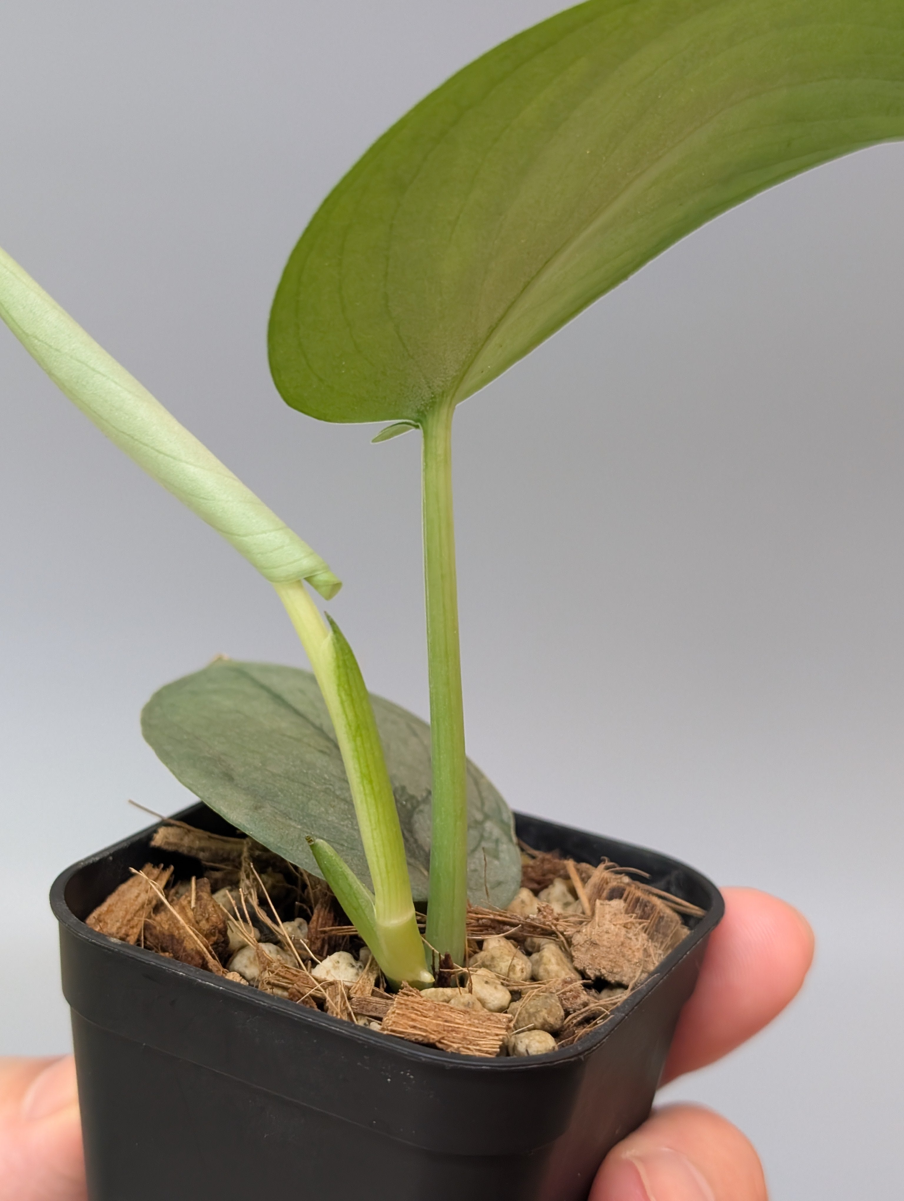 スキンダプサス ブルータイガー / Scindapsus Blue tiger (094b