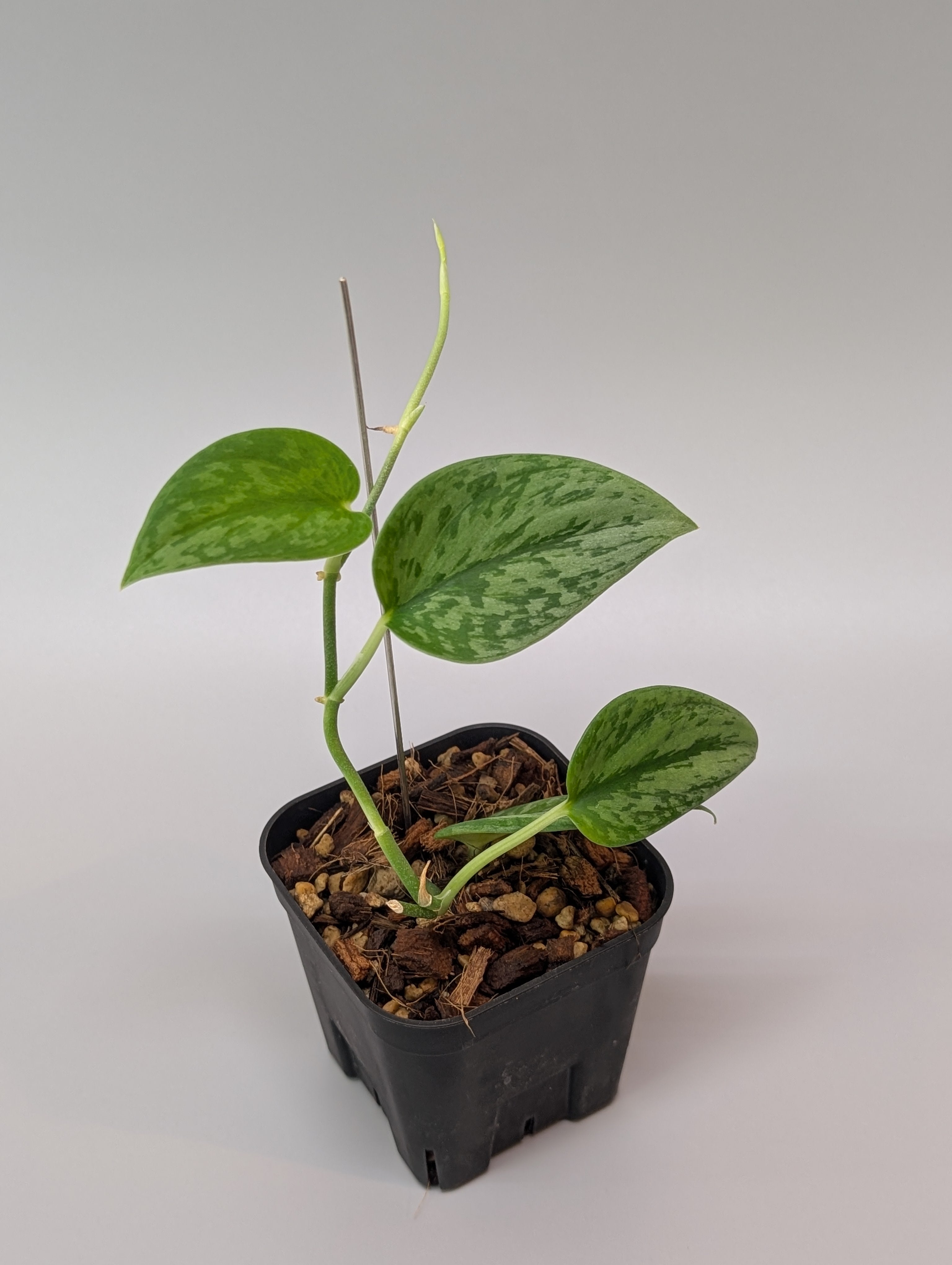 スキンダプサス グリーン アーミー / Scindapsus Green army (090a