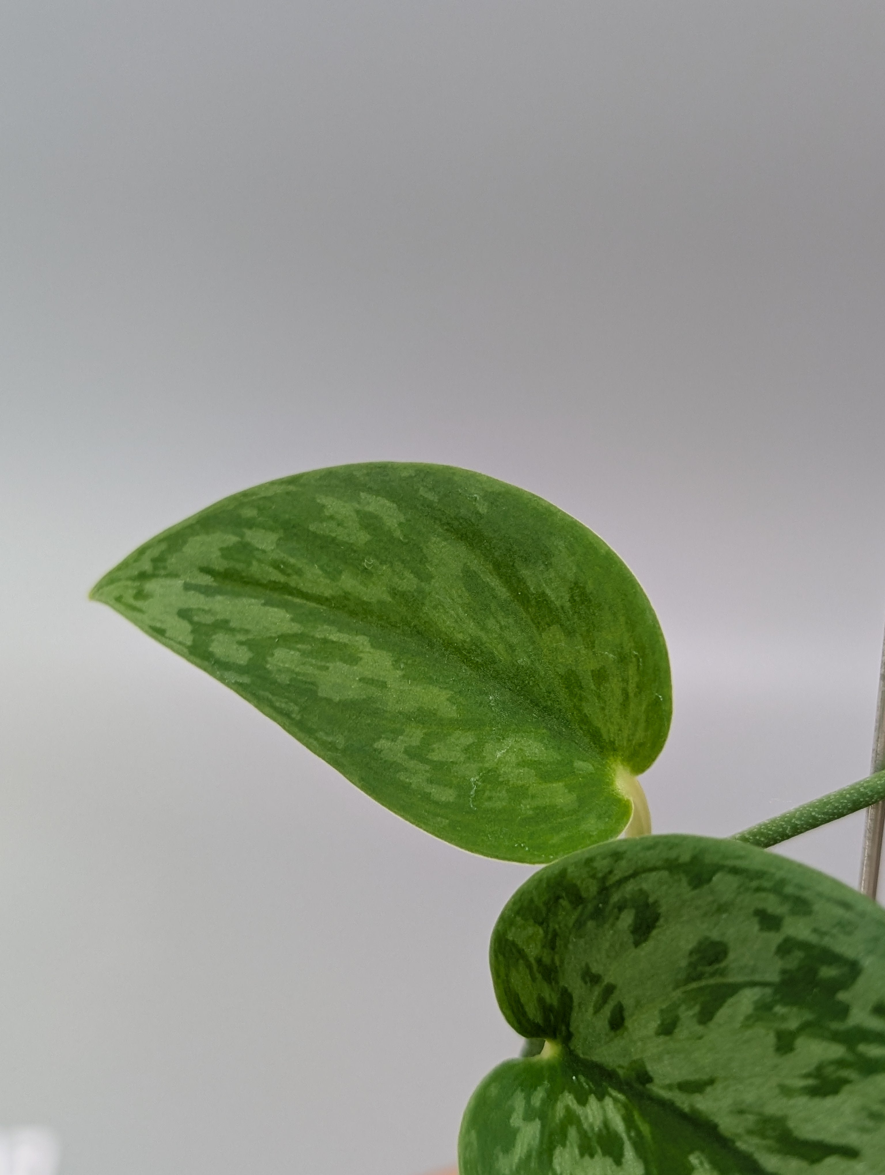 スキンダプサス グリーン アーミー / Scindapsus Green army