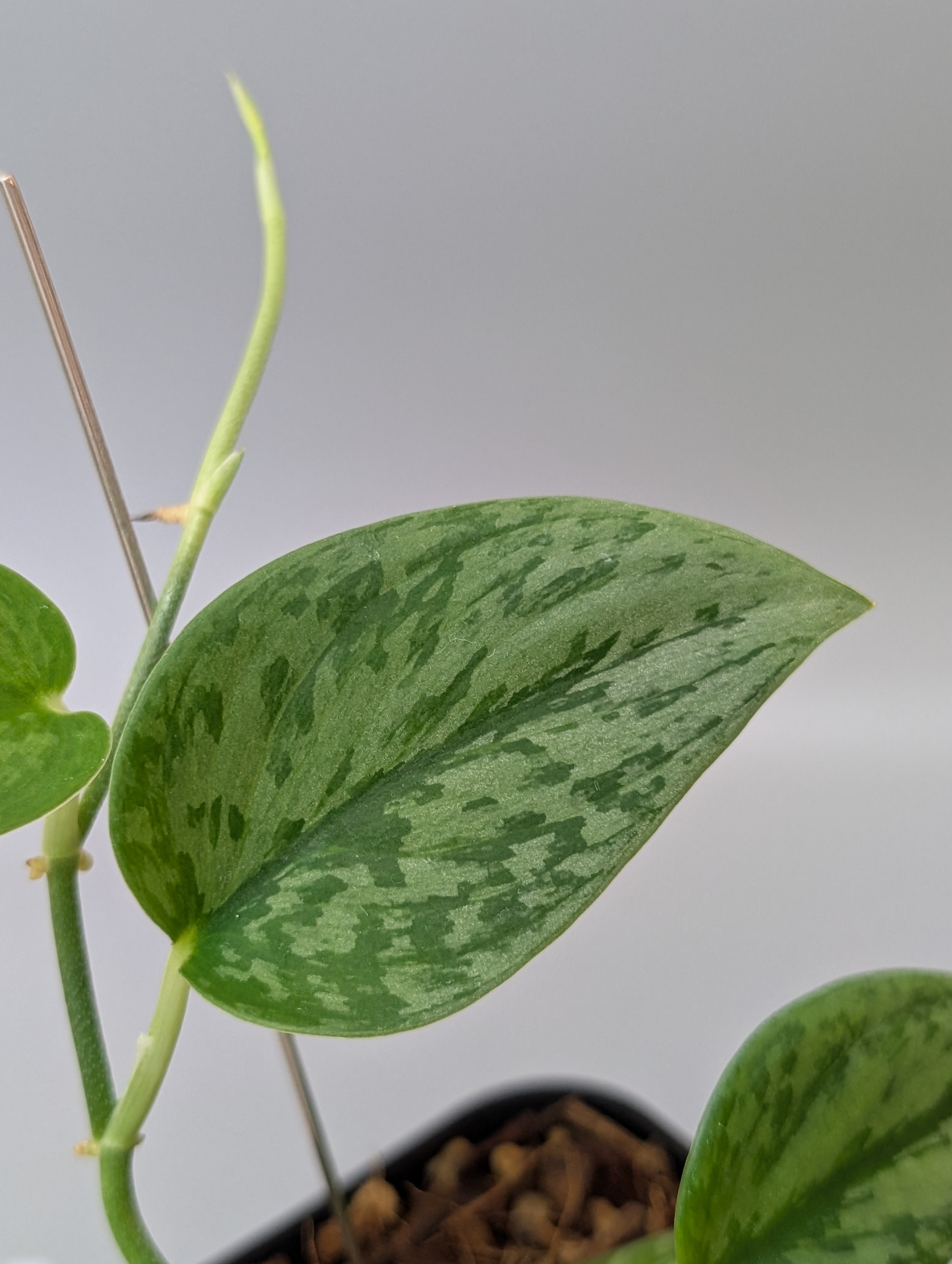 スキンダプサス グリーン アーミー / Scindapsus Green army (090a