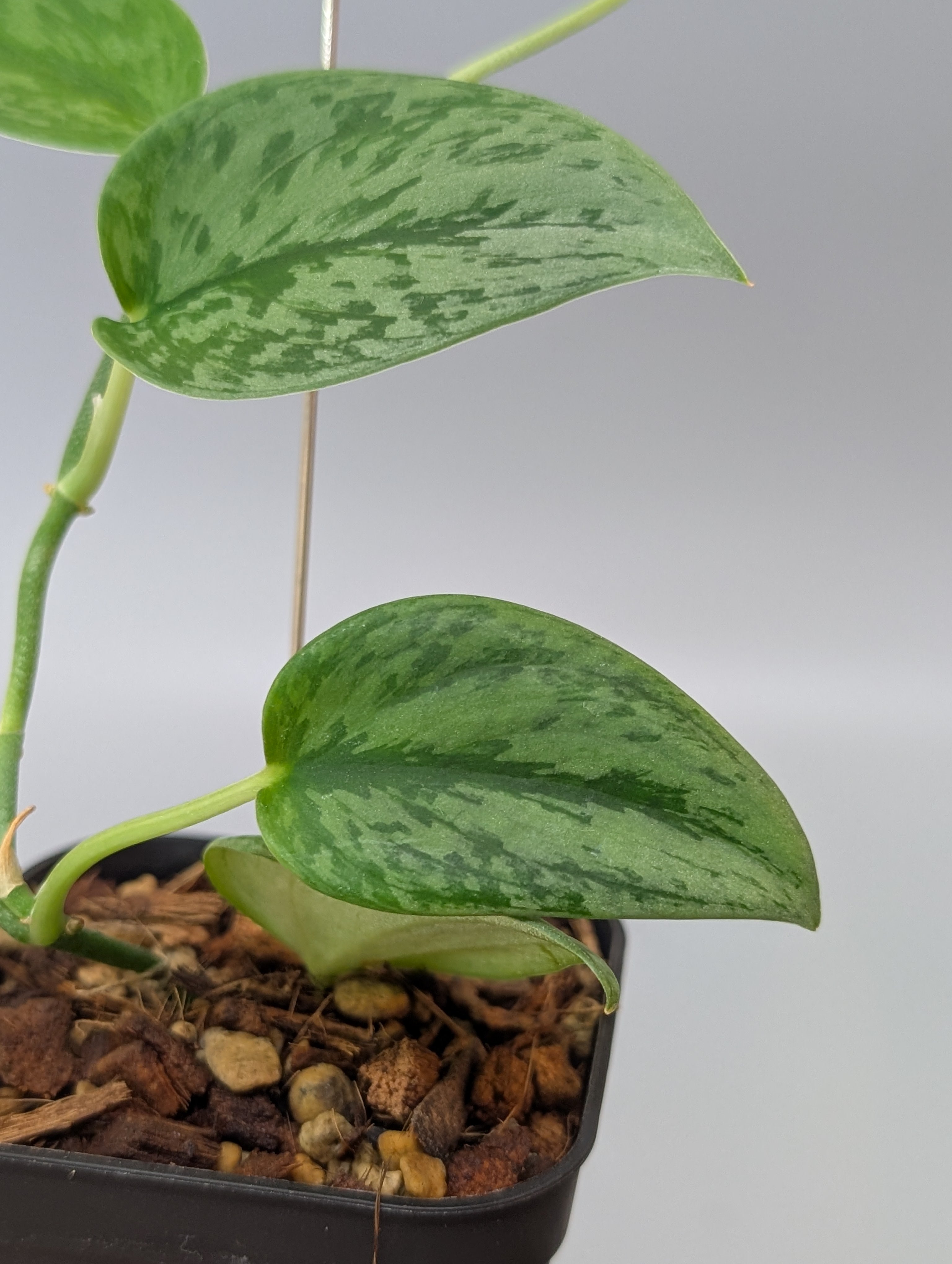 スキンダプサス グリーン アーミー / Scindapsus Green army