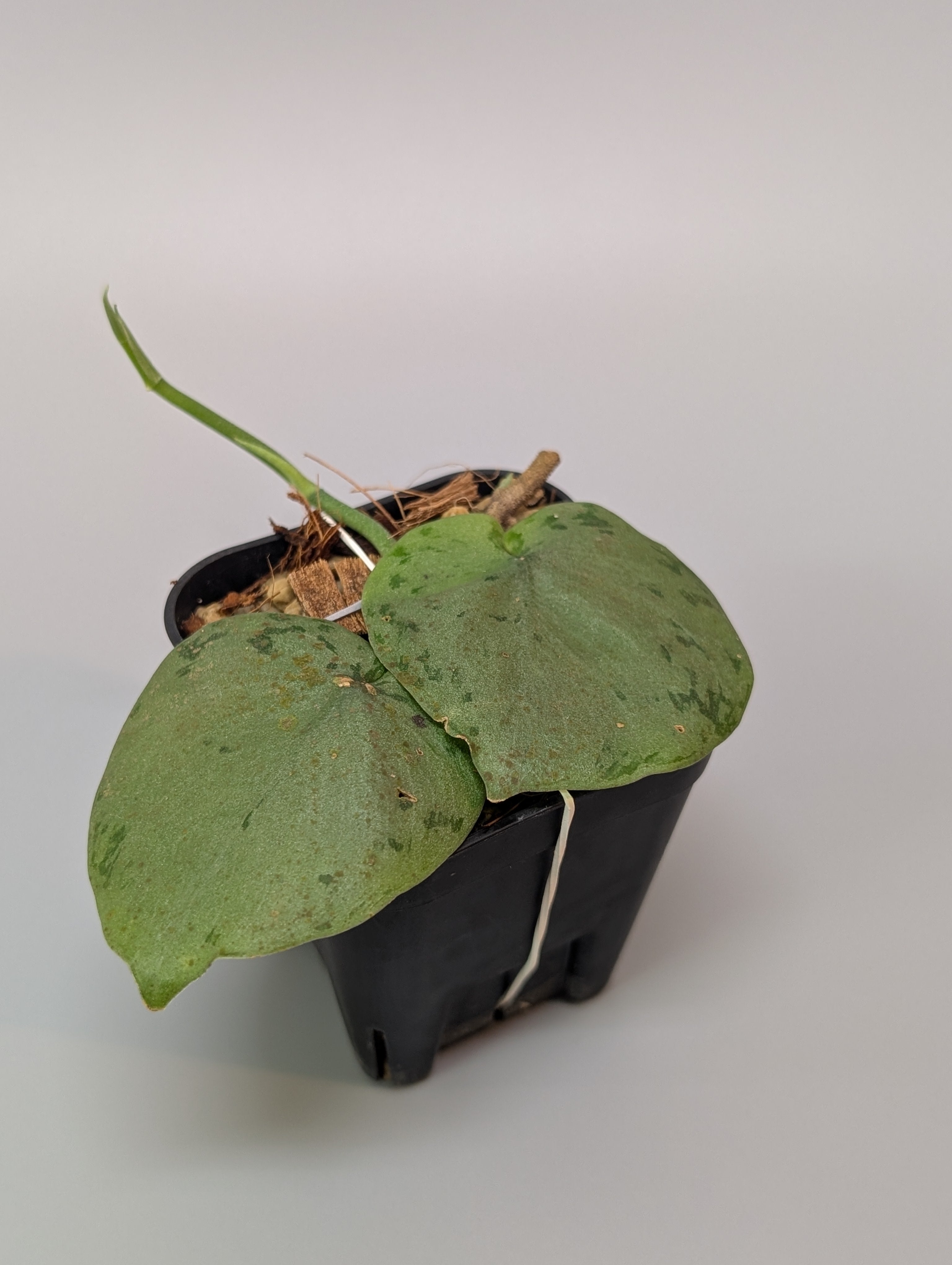 カタチ製作所　ボビン　XLサイズ　MUTANTタイプ　レア大鉢　新品 カタチ製作所 ボビン XLサイズ MUTANTタイプ レア大鉢 新品 2025