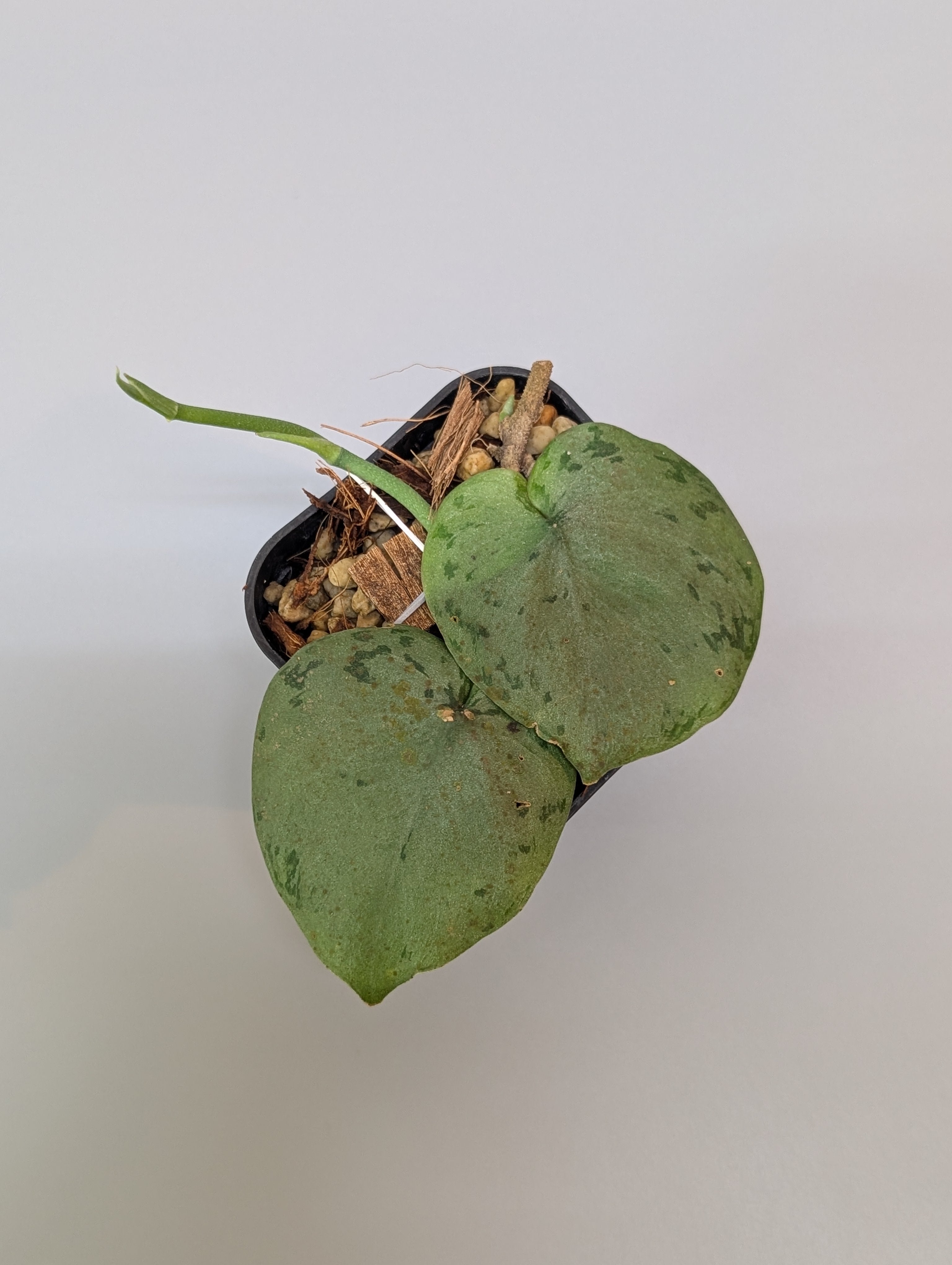 スキンダプサス シルバー タートル / Scindapsus Silver turtle (095b