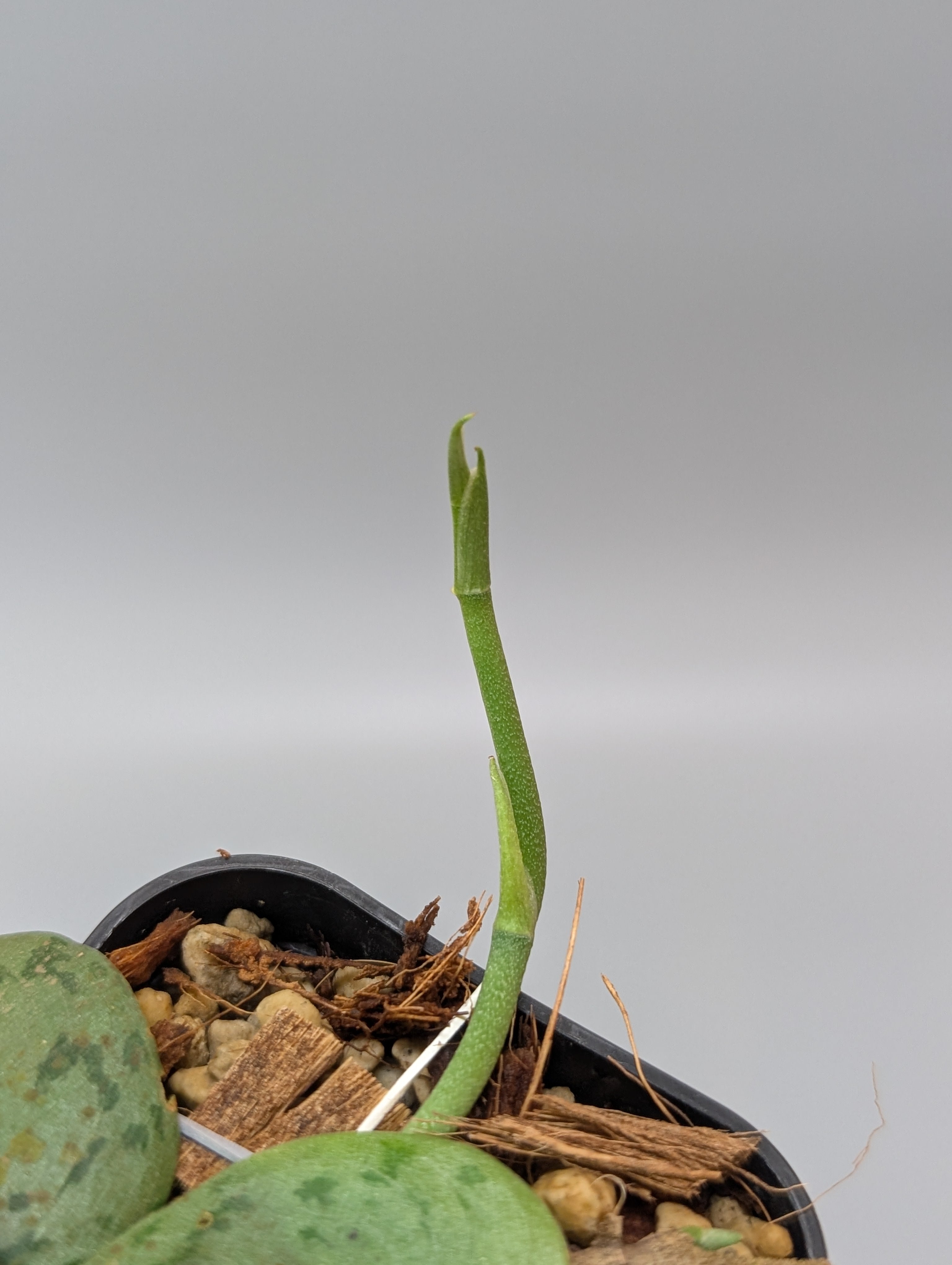 スキンダプサス シルバー タートル / Scindapsus Silver turtle (095b