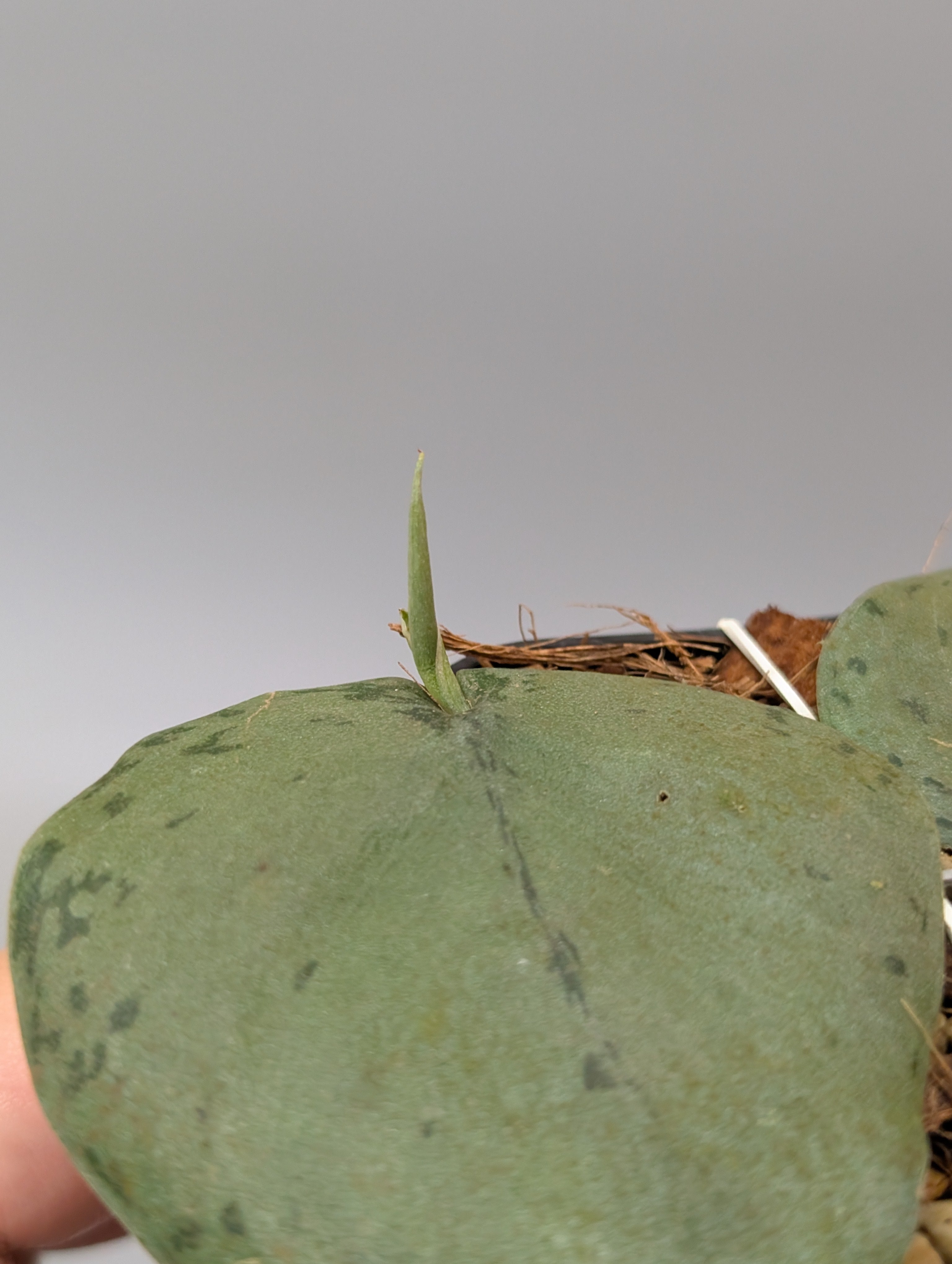 スキンダプサス シルバー タートル / Scindapsus Silver turtle