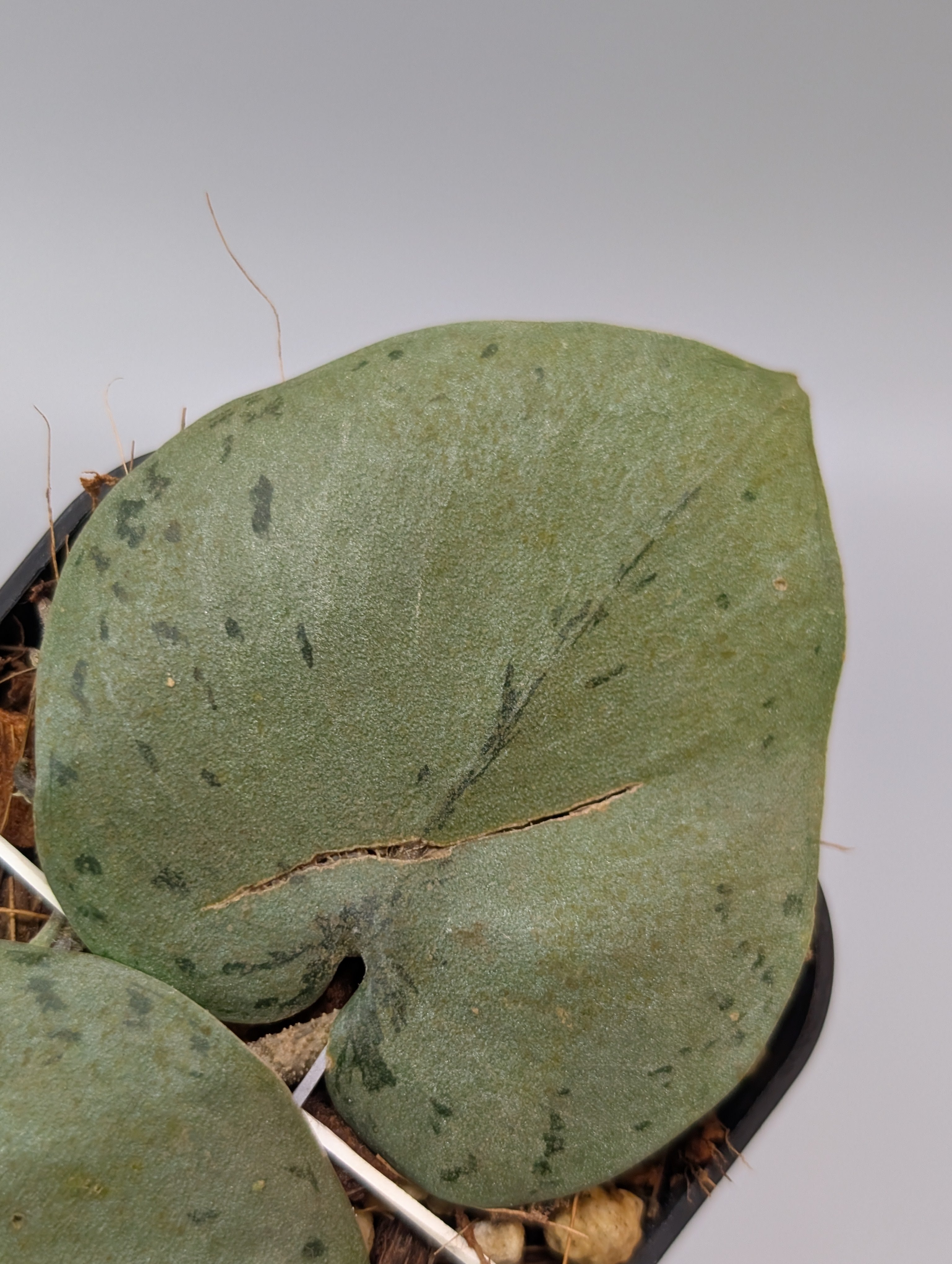 スキンダプサス シルバー タートル / Scindapsus Silver turtle