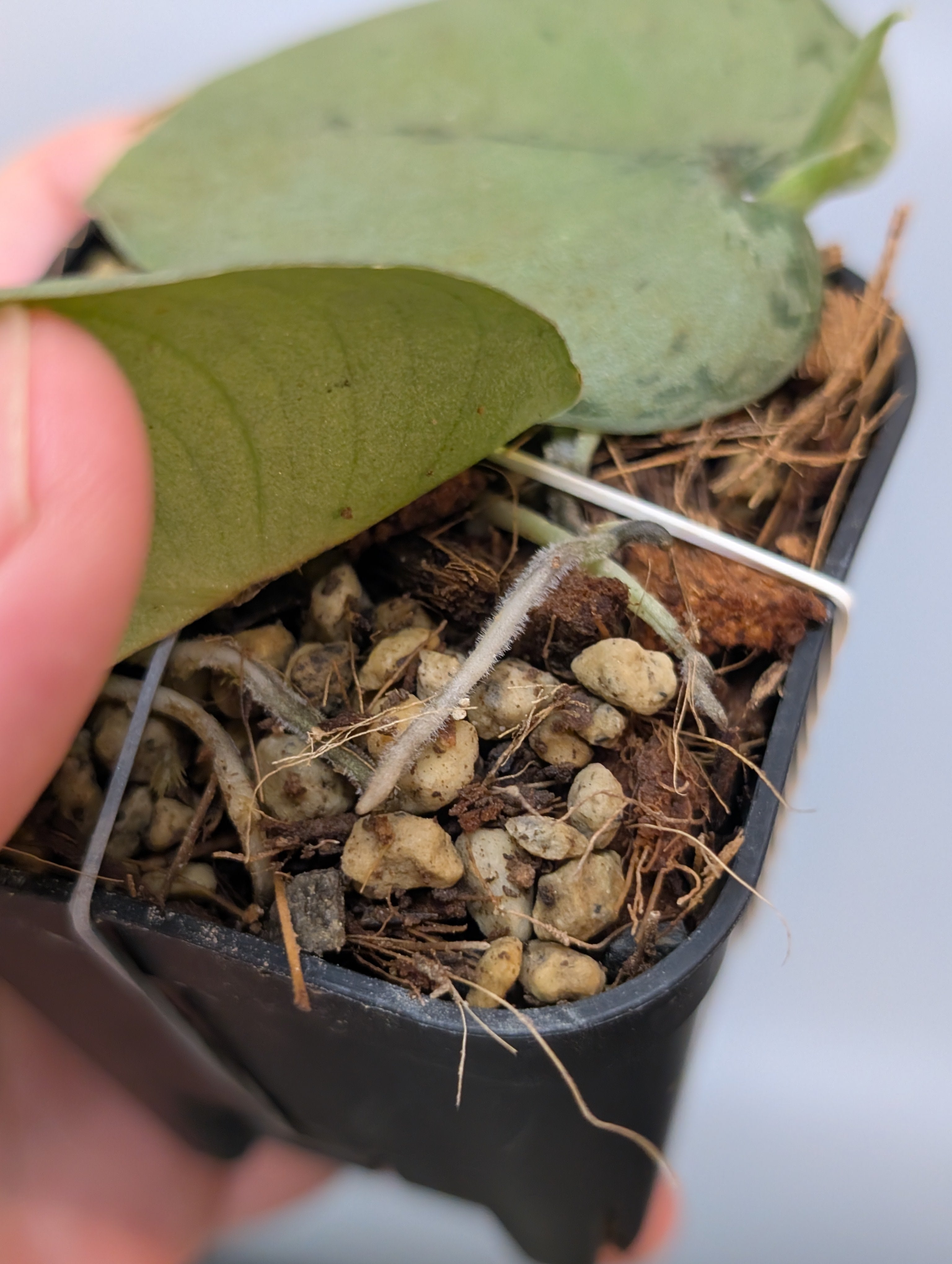 フジタチサト（スナフジタ）未使用　恐竜柄　フリーカップ　ペア（一客金継ぎ） フジタチサト（スナフジタ）未使用 恐竜柄 フリーカップ ペア