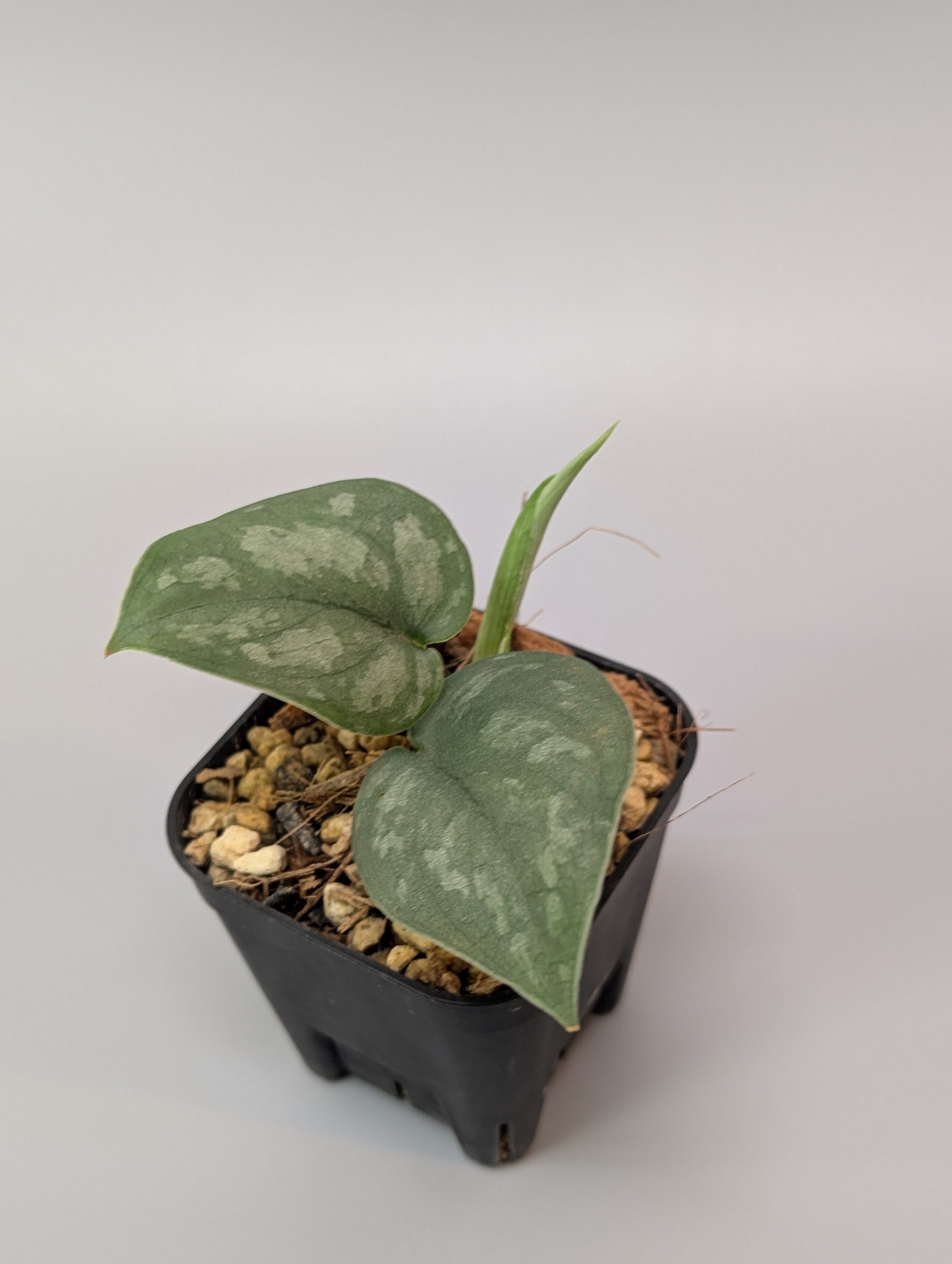 ［シナノの森様限定商品］バクテリアリキッド×10本 リキッドLEDチャーチツリー｜クリスマス雑貨の通販 ハルモニア