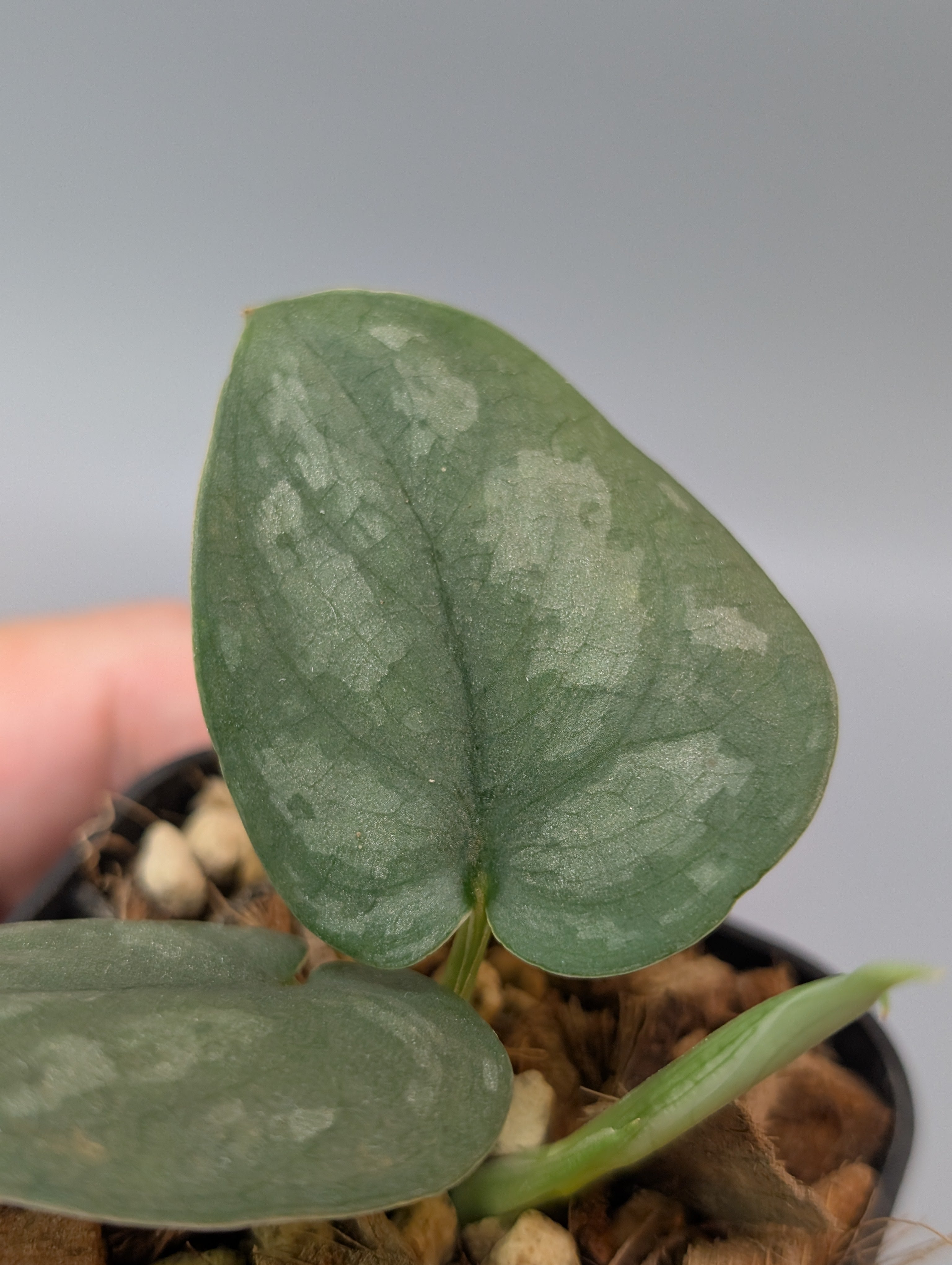 スキンダプサス シルバー スポット sp.ボルネオ / Scindapsus Silver