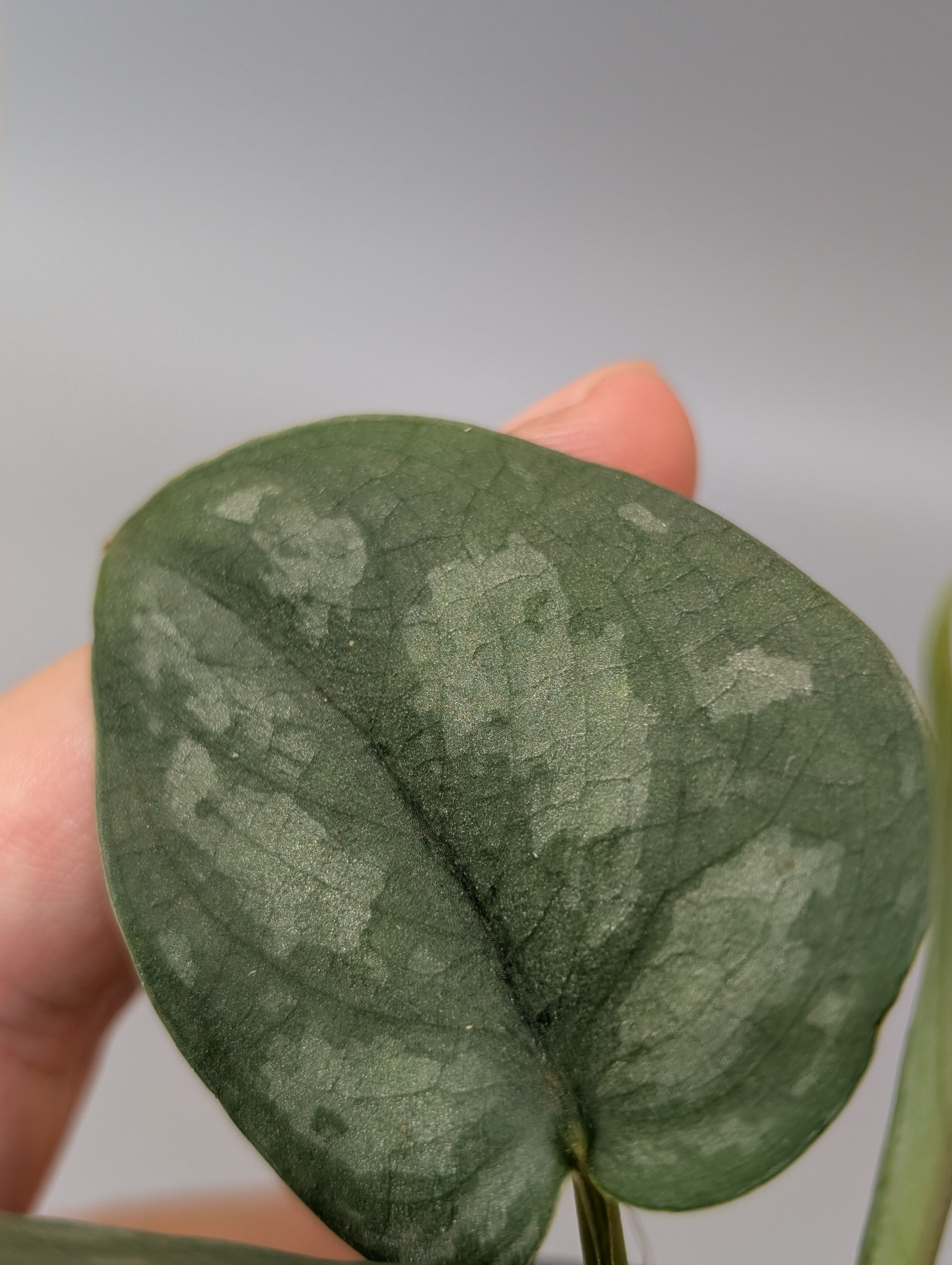 カタチ製作所　ボビン　XLサイズ　MUTANTタイプ　レア大鉢　新品 カタチ製作所 ボビン XLサイズ MUTANTタイプ レア大鉢 新品