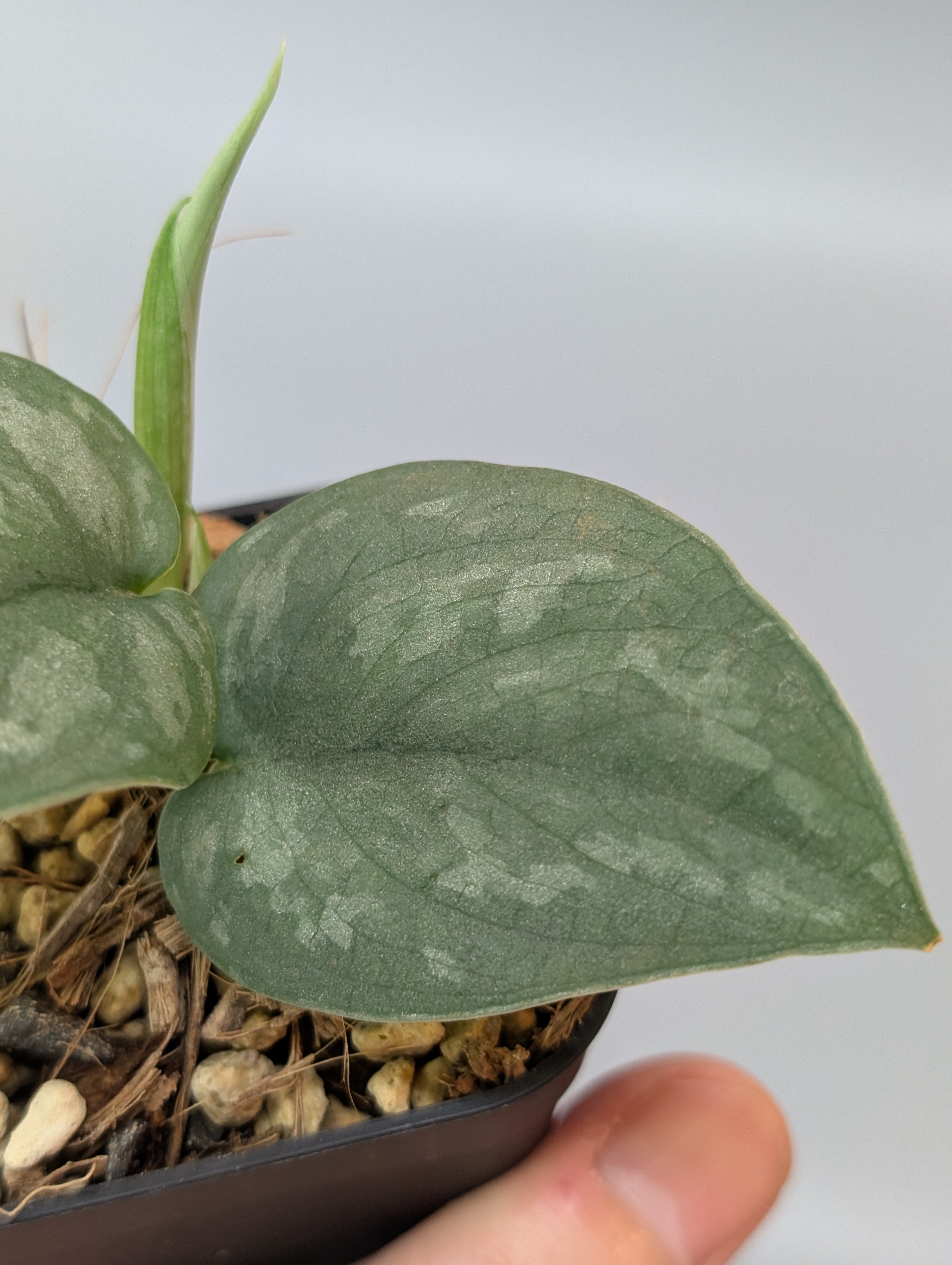 スキンダプサス シルバー スポット sp.ボルネオ / Scindapsus Silver