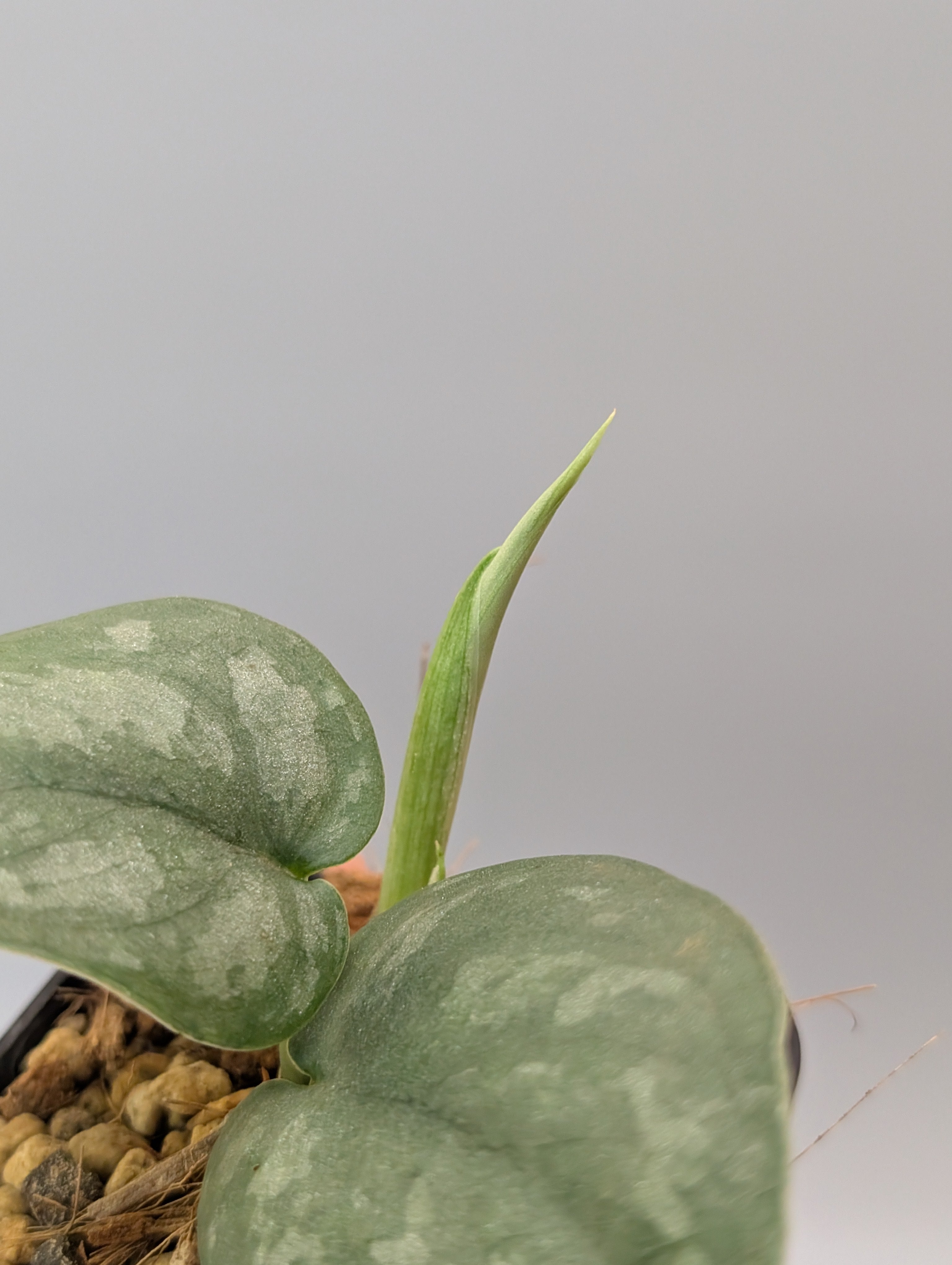 スキンダプサス シルバー スポット sp.ボルネオ / Scindapsus Silver